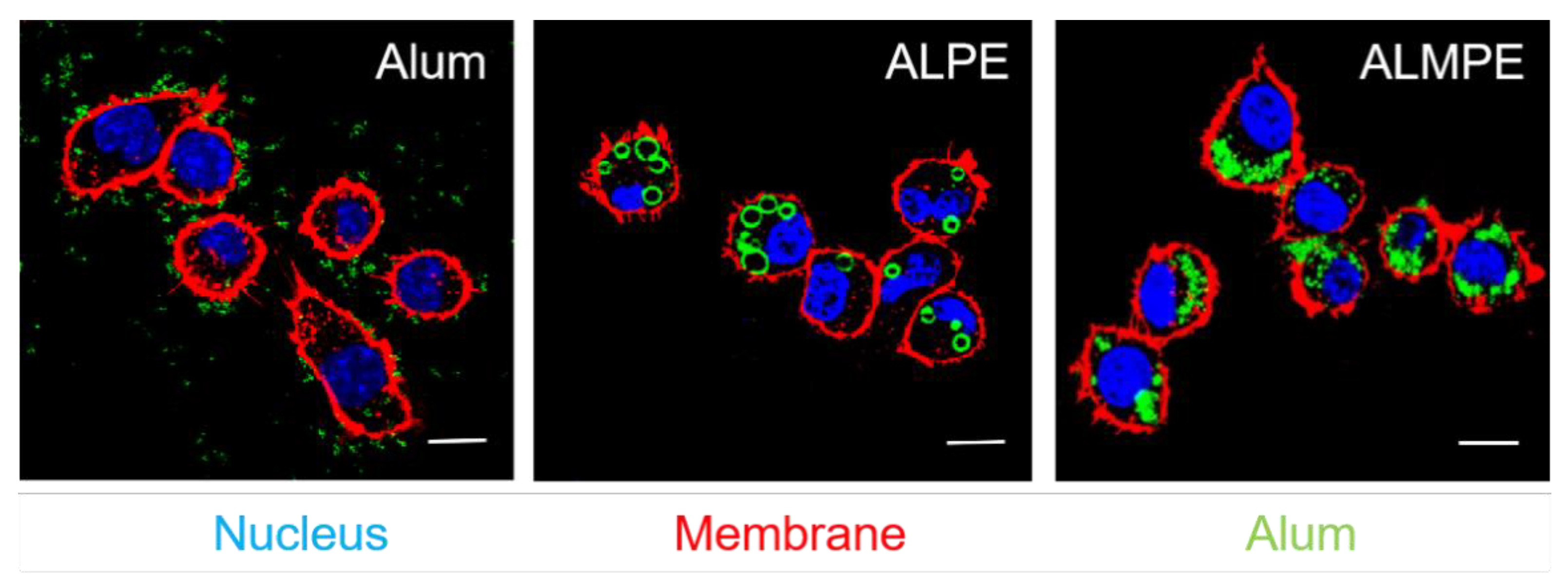 Vaccines 09 01244 g008