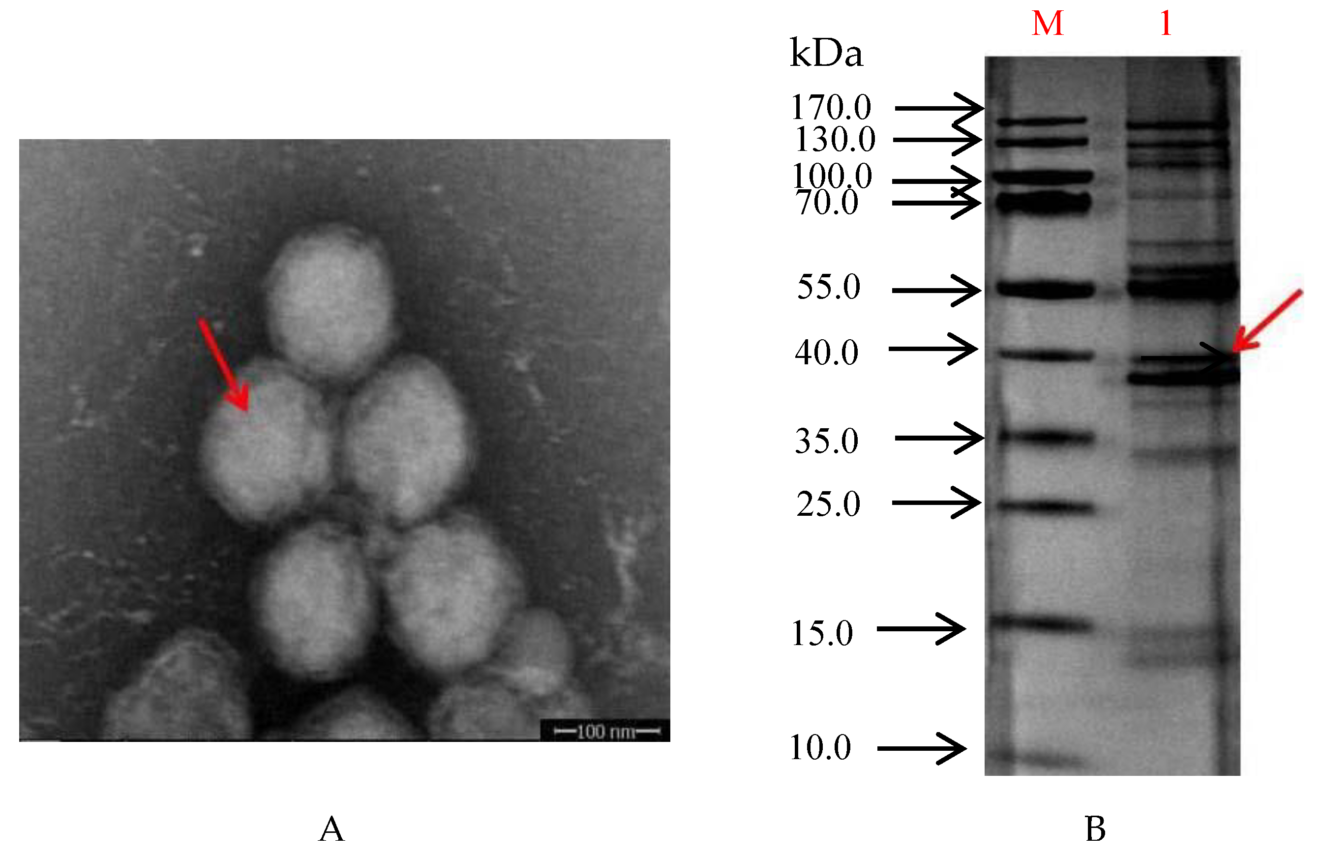 Vaccines 09 01264 g001
