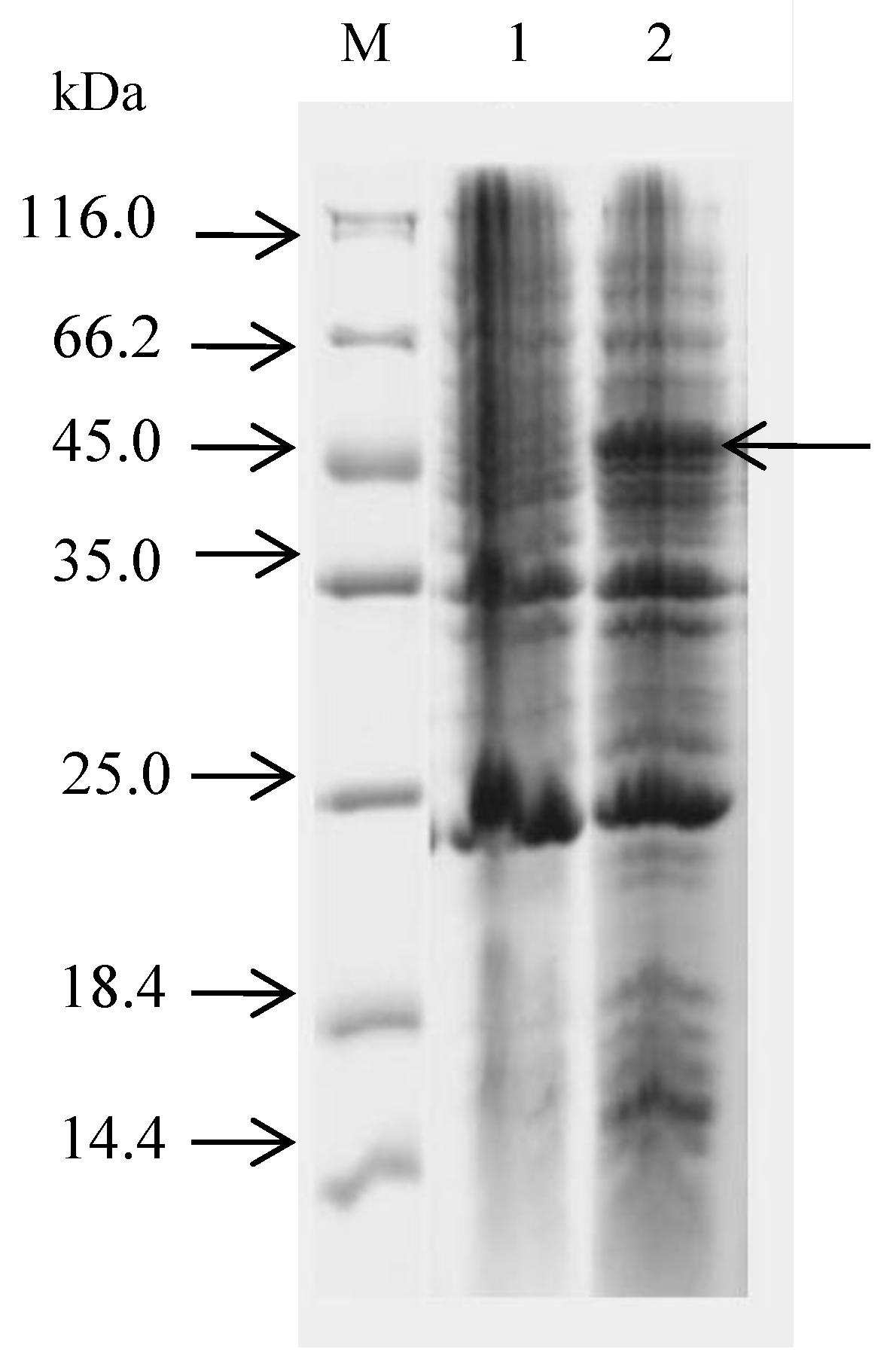Vaccines 09 01264 g004