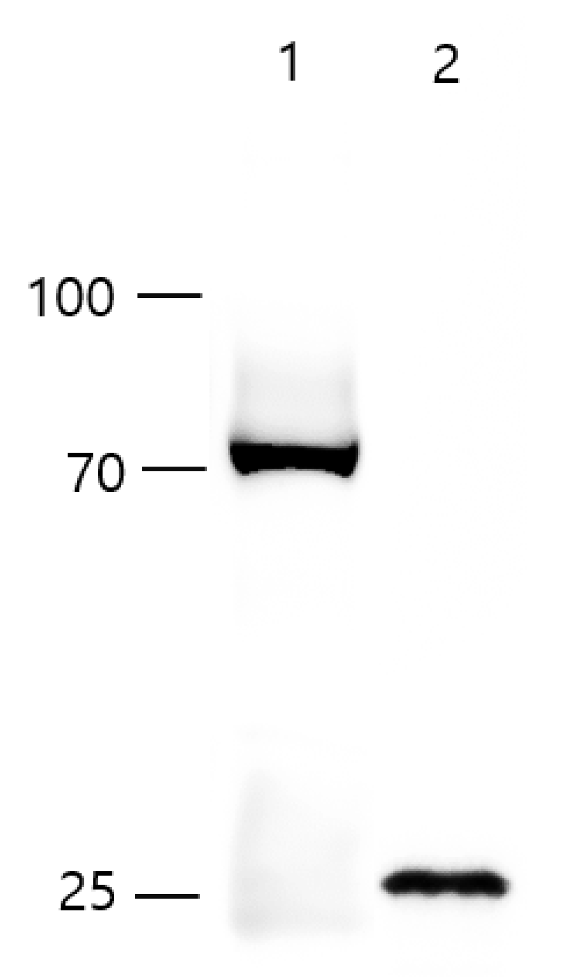 Vaccines 09 01265 g001