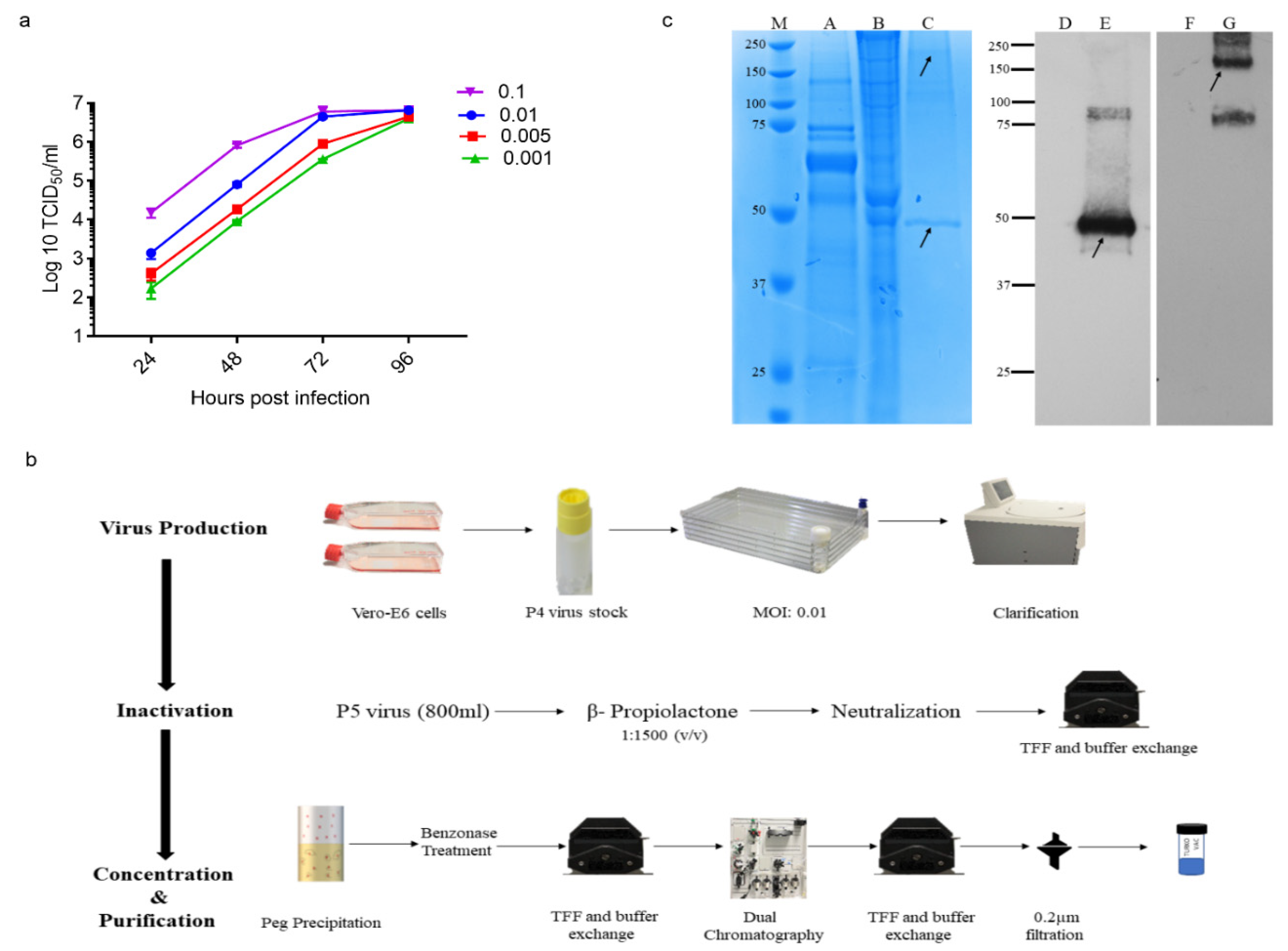 Vaccines 09 01266 g001