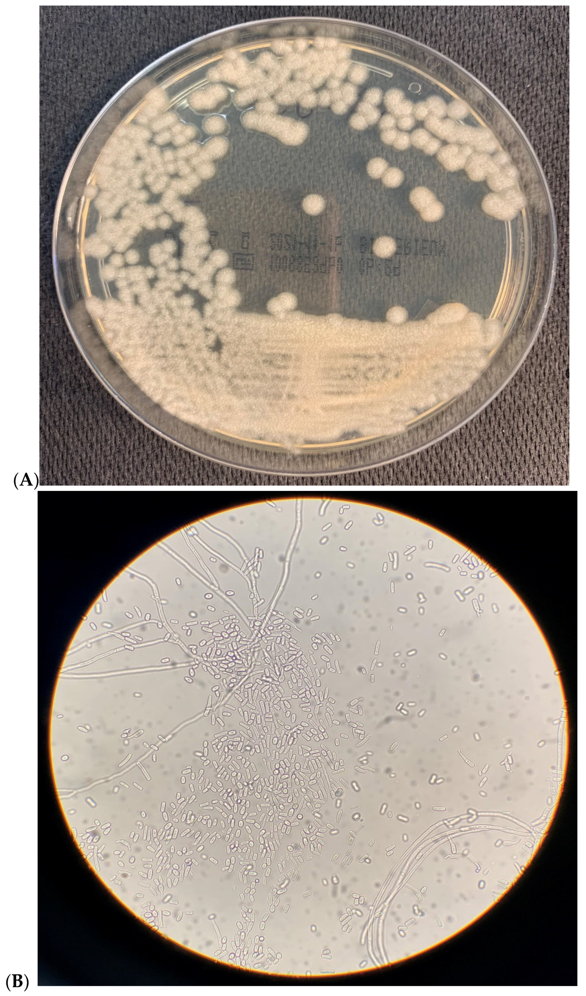 Vaccines 09 01289 g001a Vaccines 09 01289 g001a