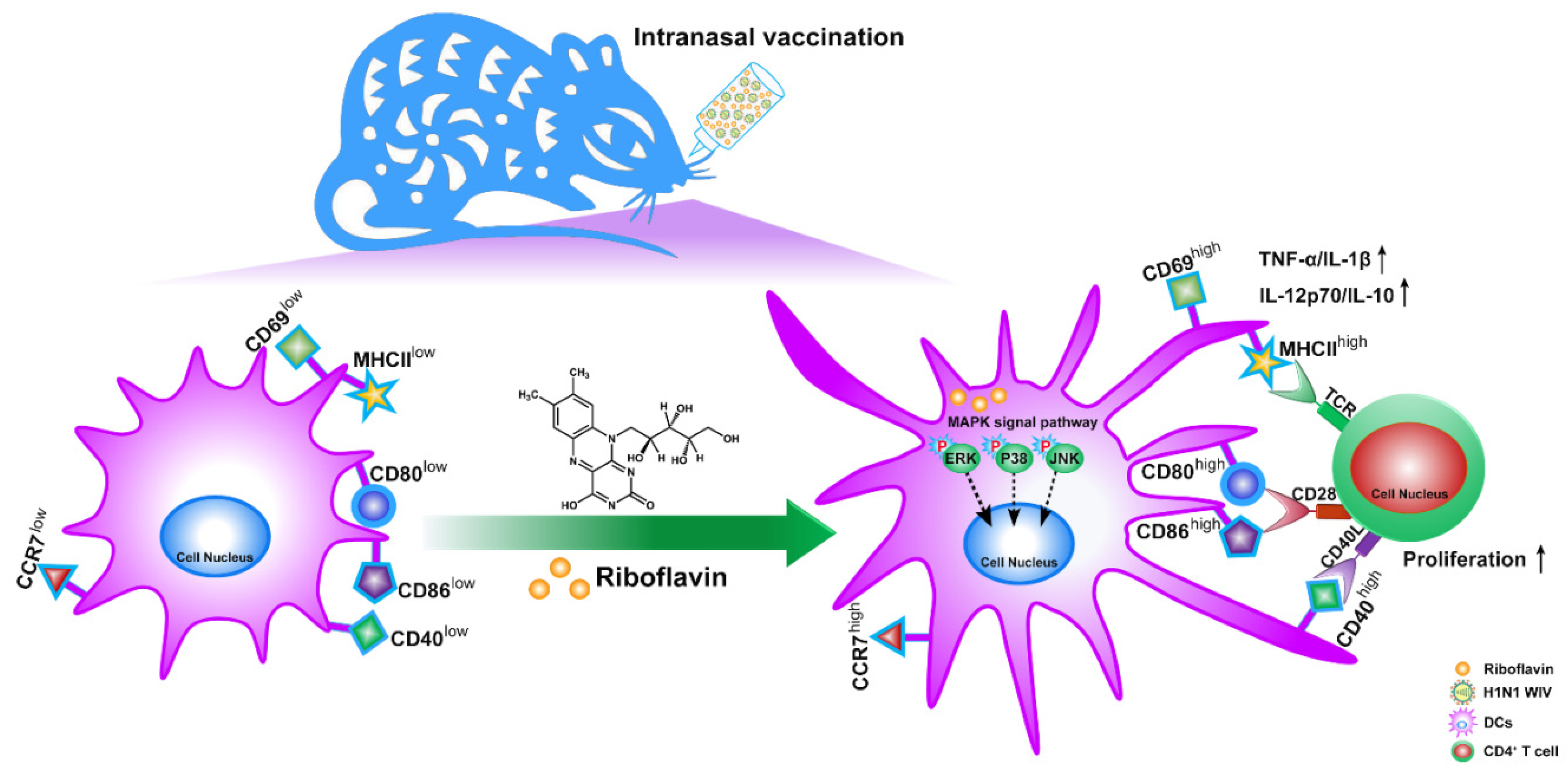Vaccines 09 01296 g009