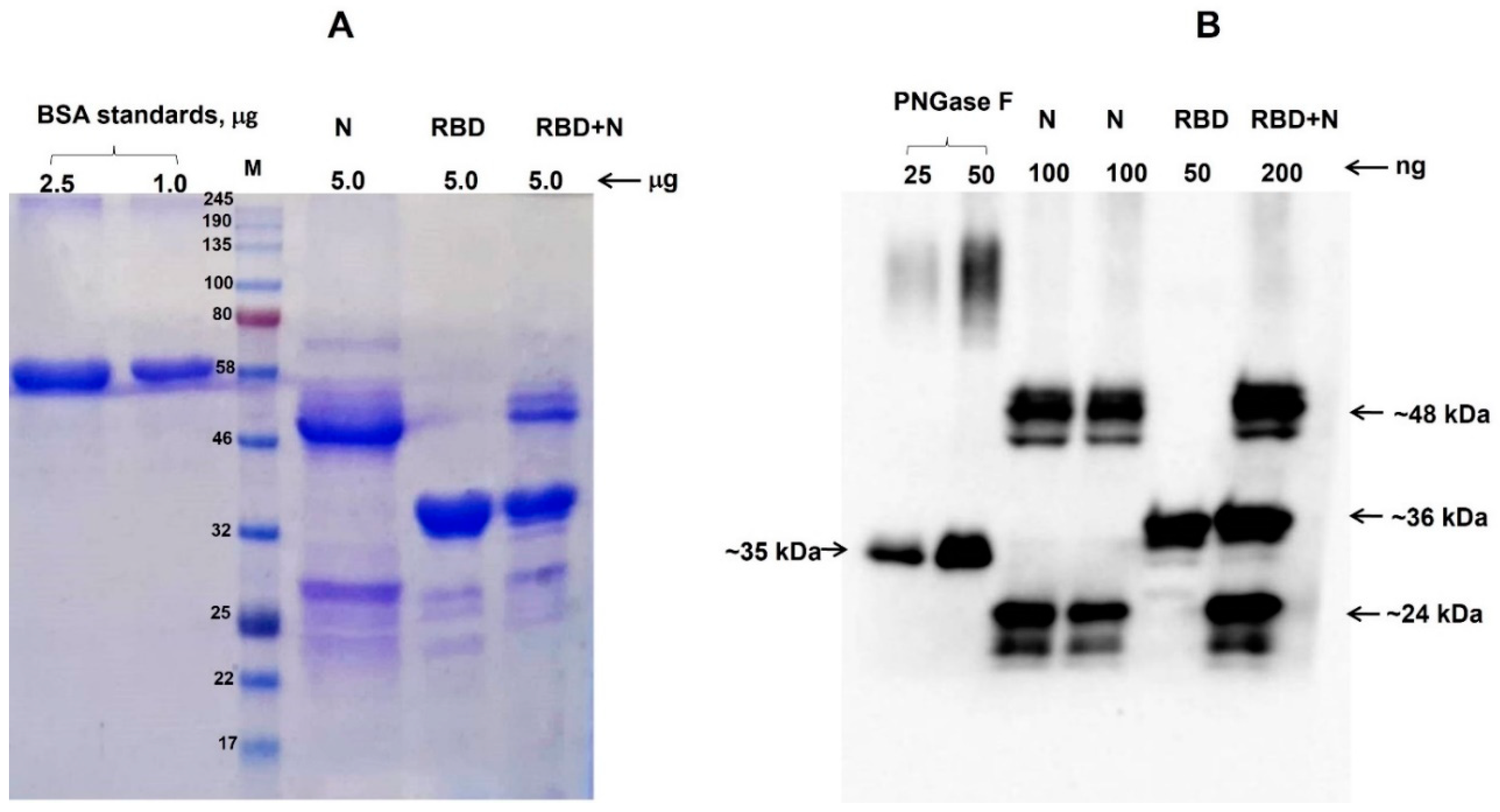 Vaccines 09 01337 g002 Vaccines 09 01337 g002