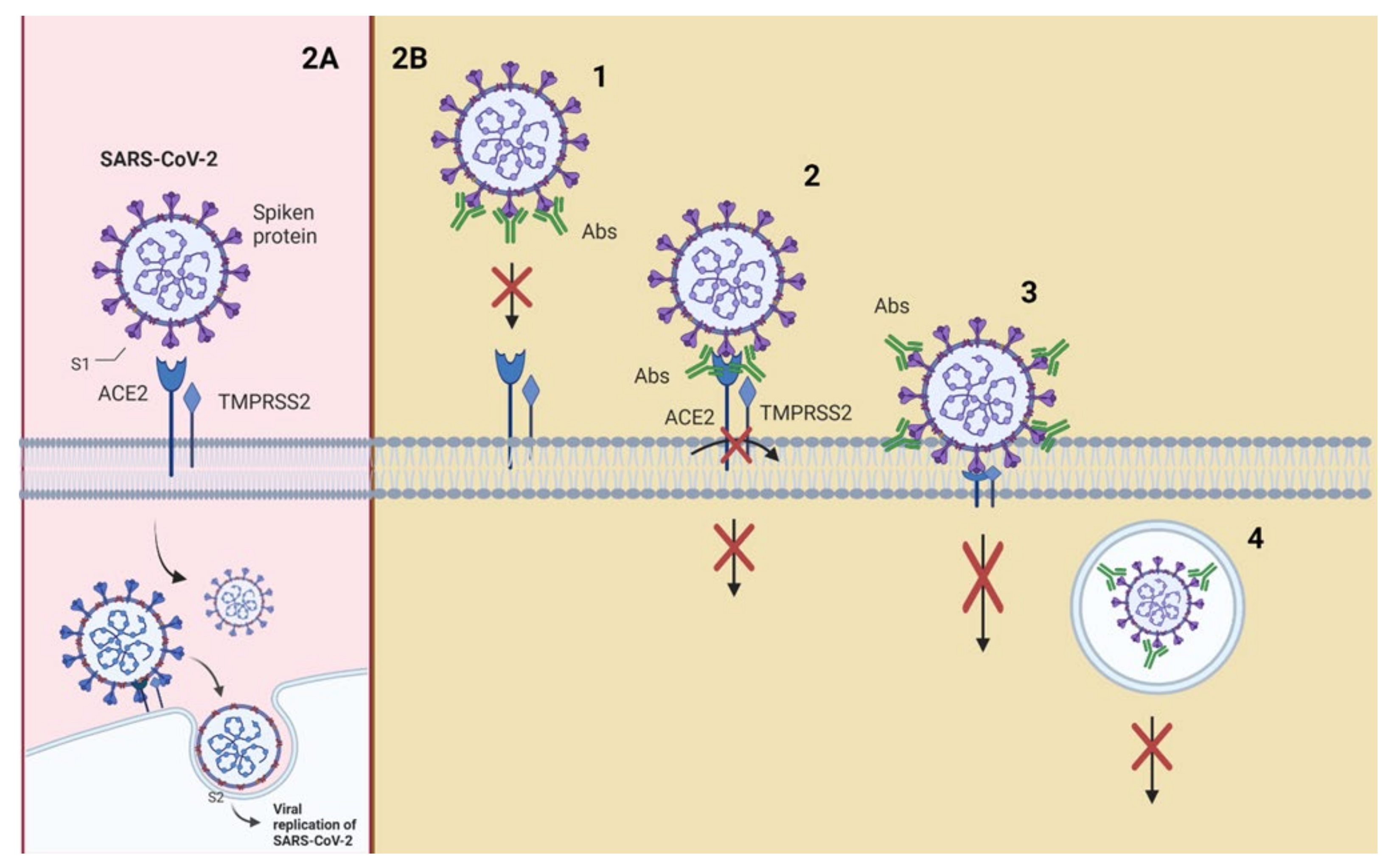 Vaccines 09 01376 g002