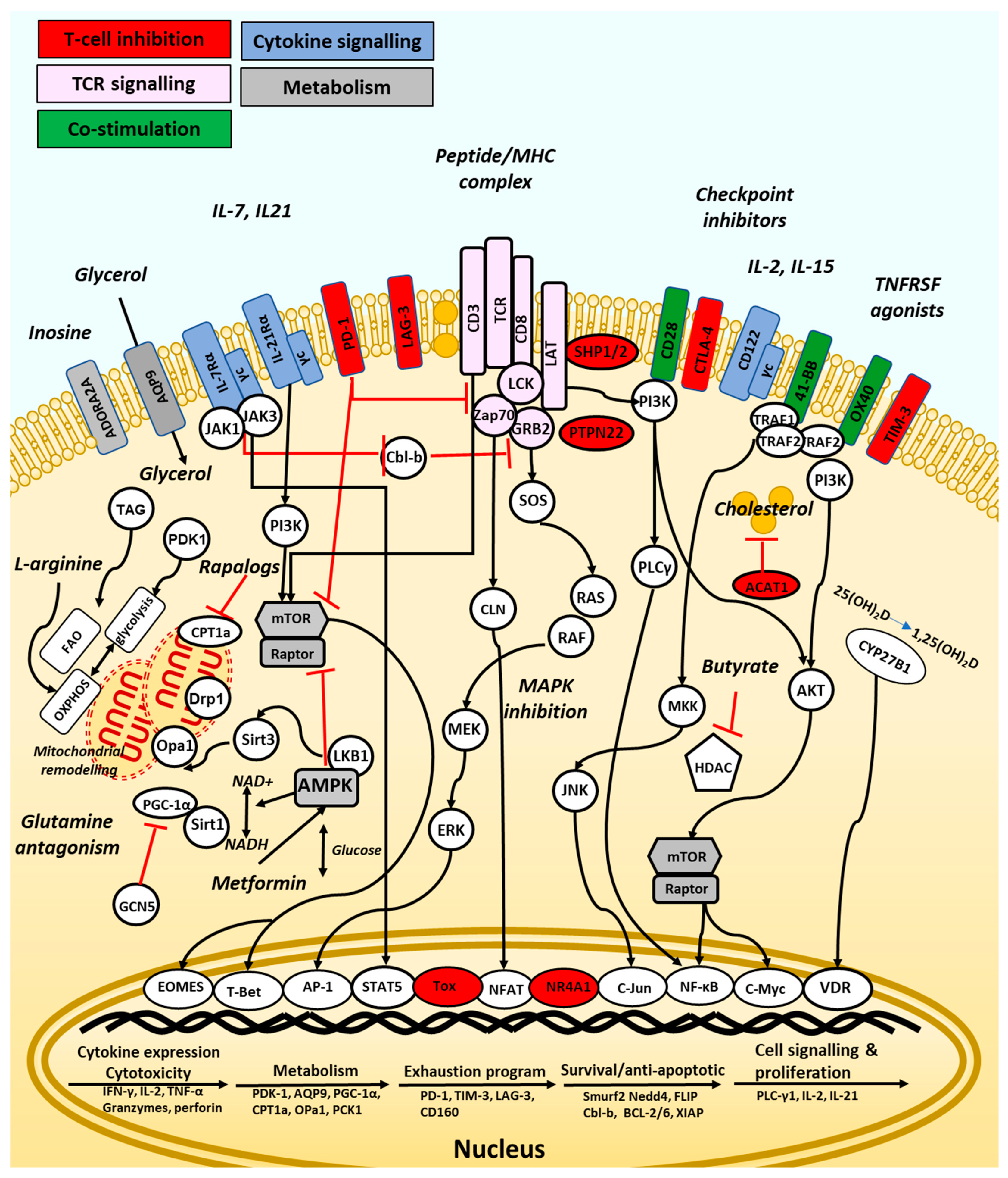 Vaccines 09 01392 g002 Vaccines 09 01392 g002