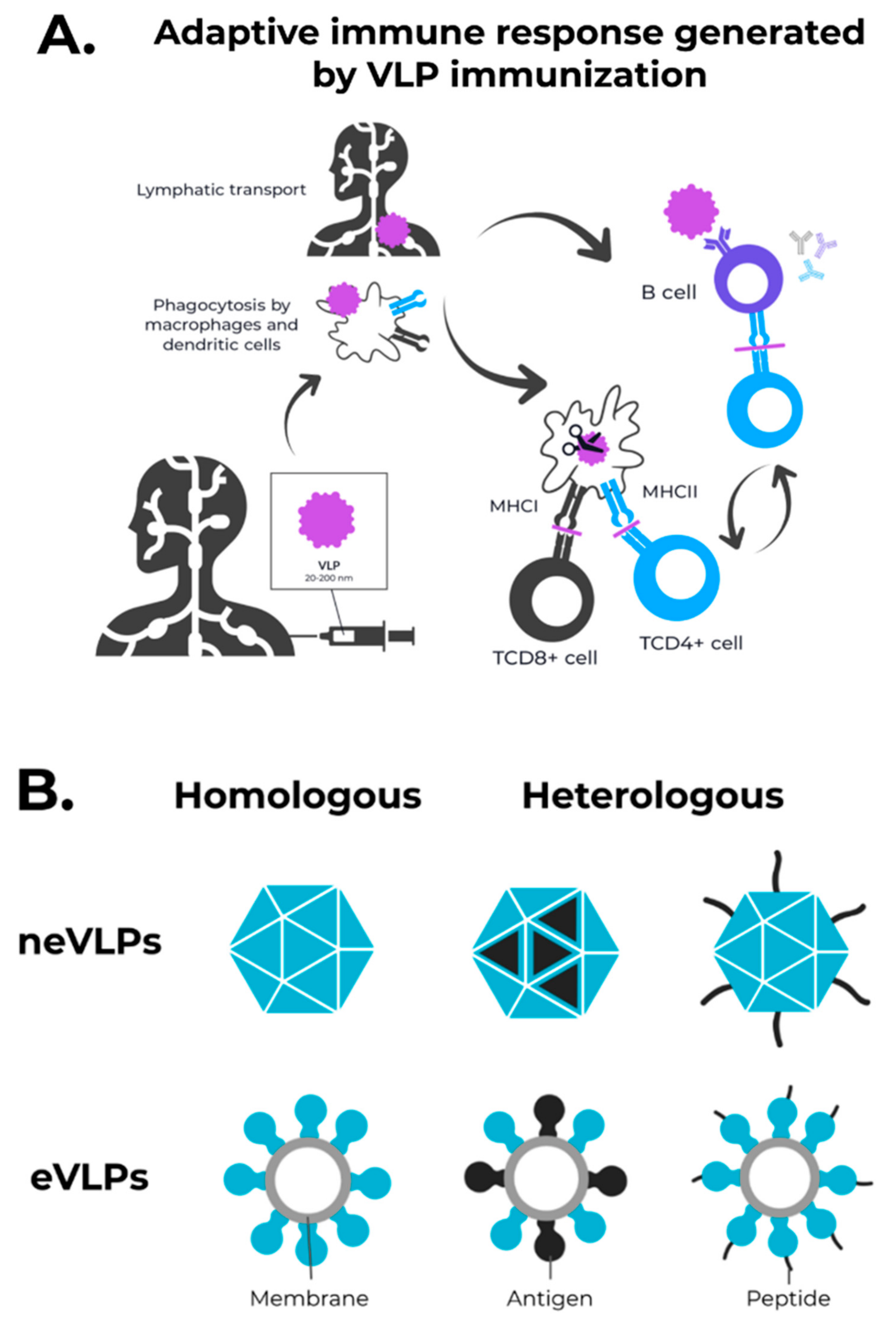Vaccines 09 01409 g001