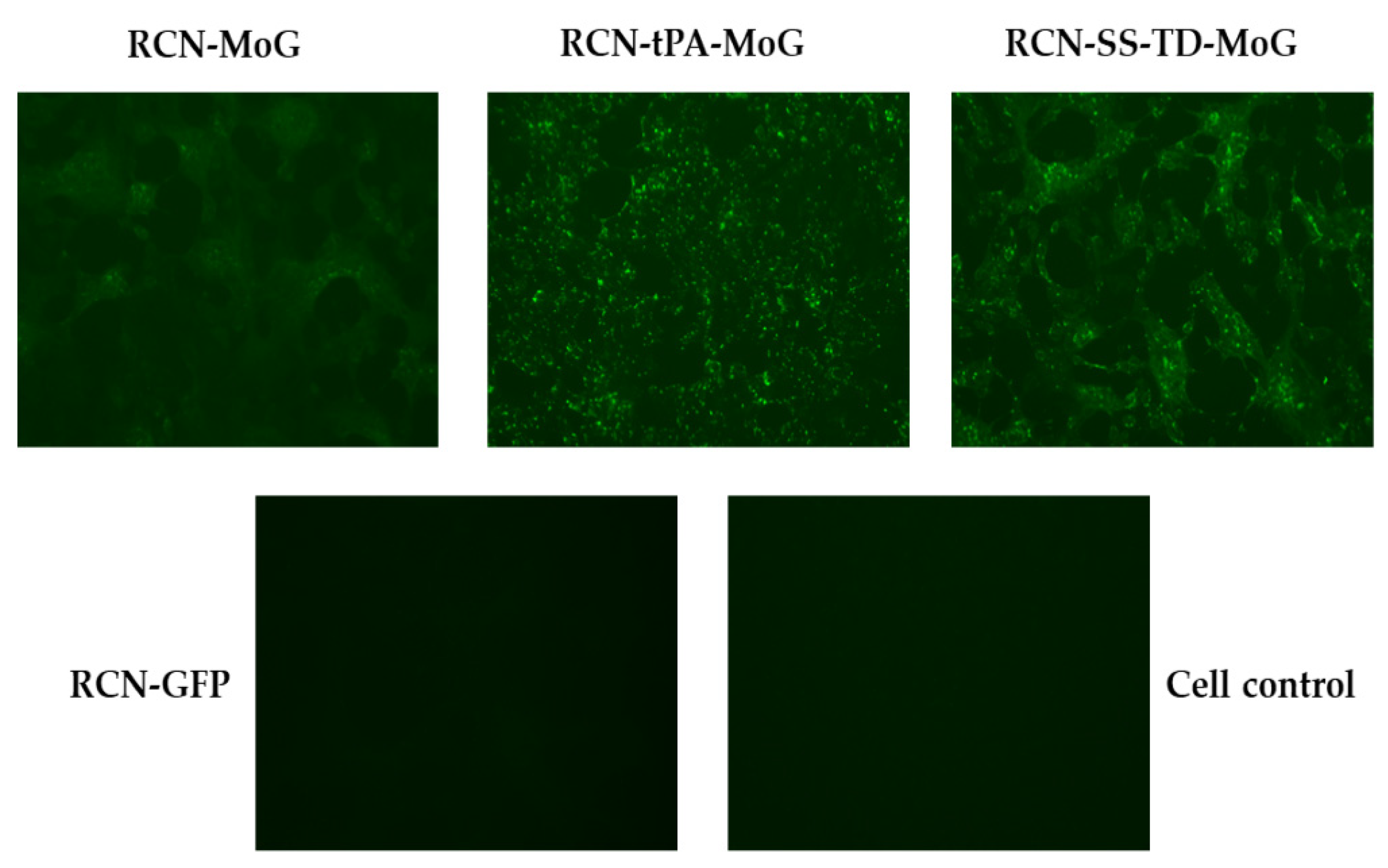 Vaccines 09 01436 g002