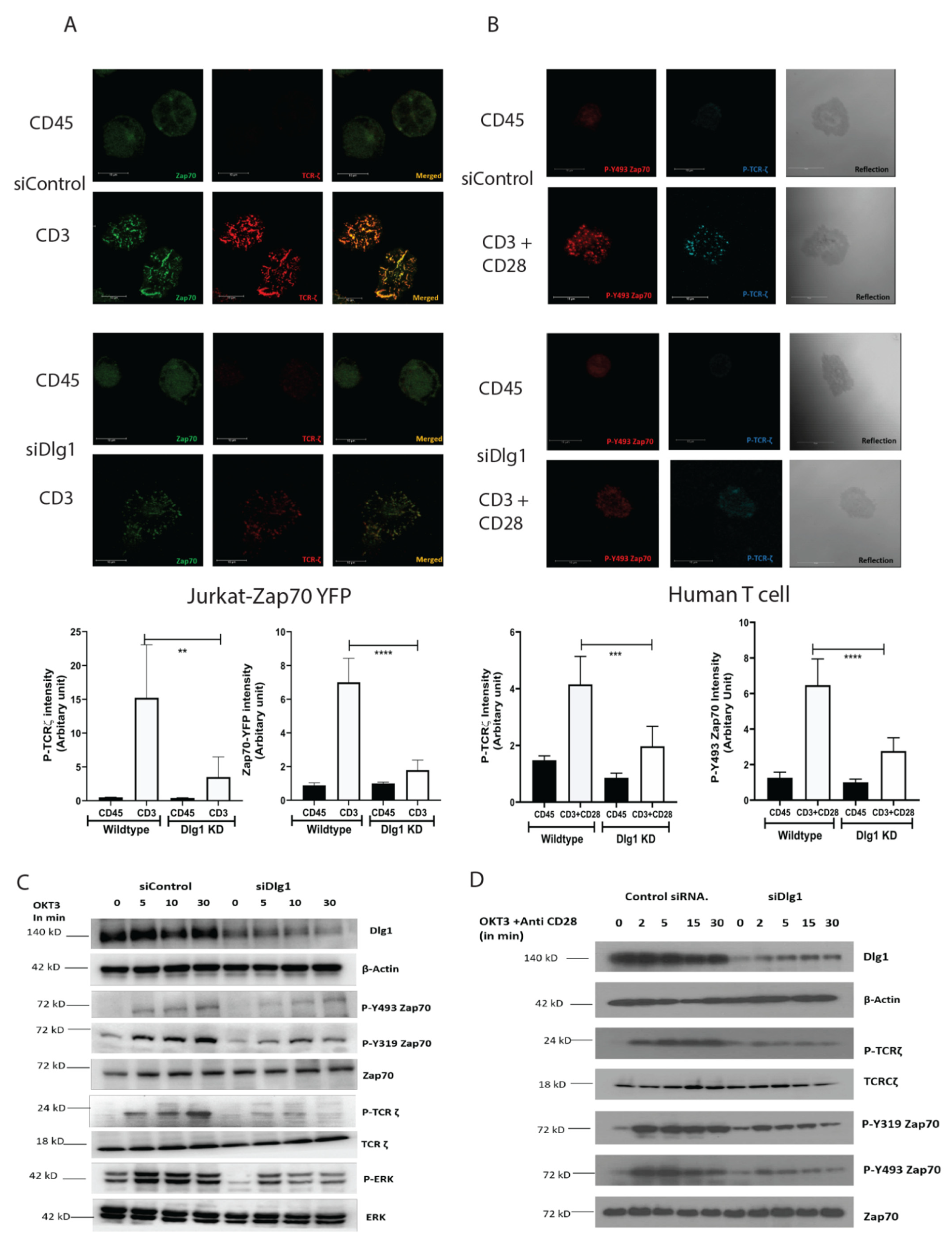 Vaccines 09 01446 g001