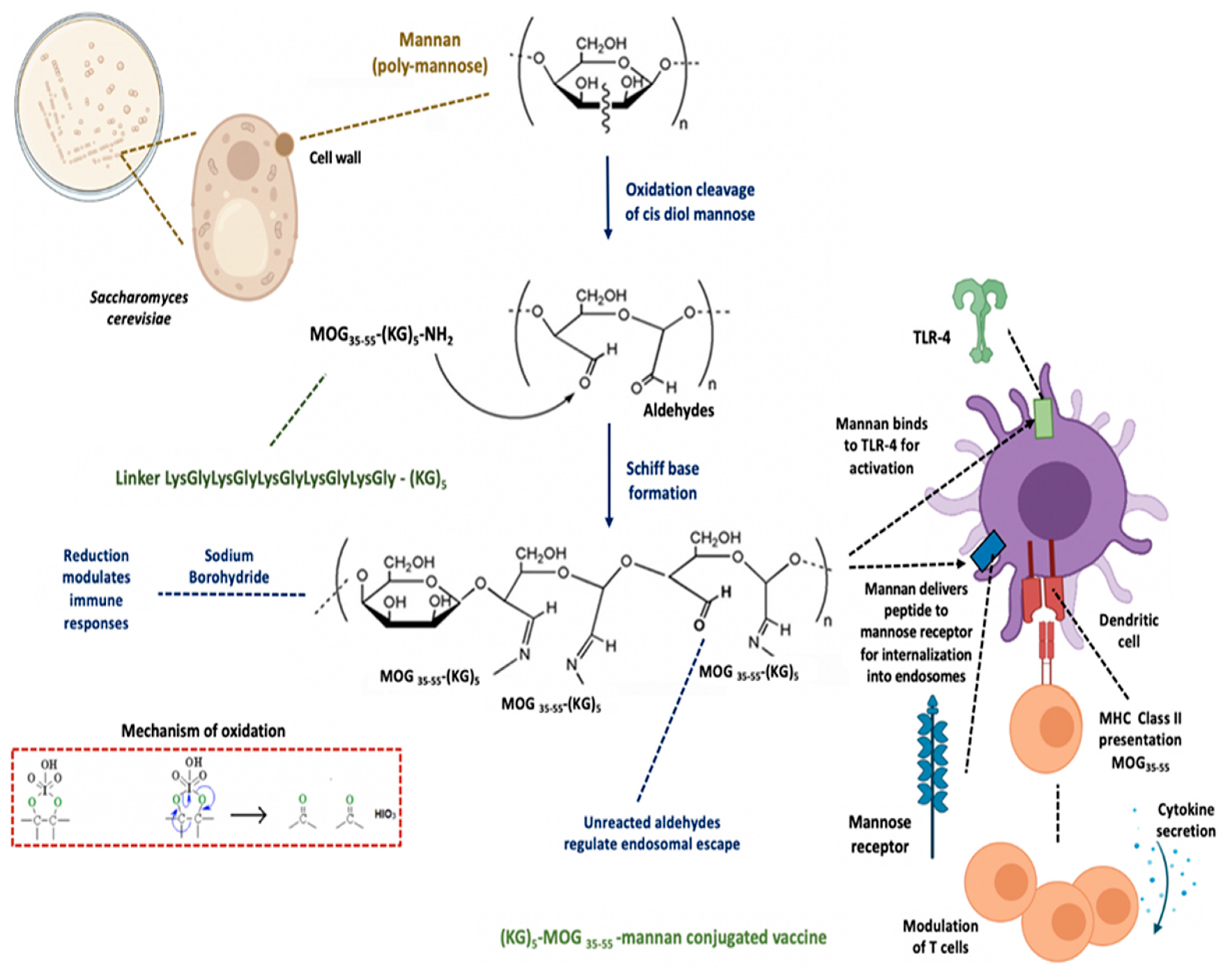 Vaccines 09 01456 g001