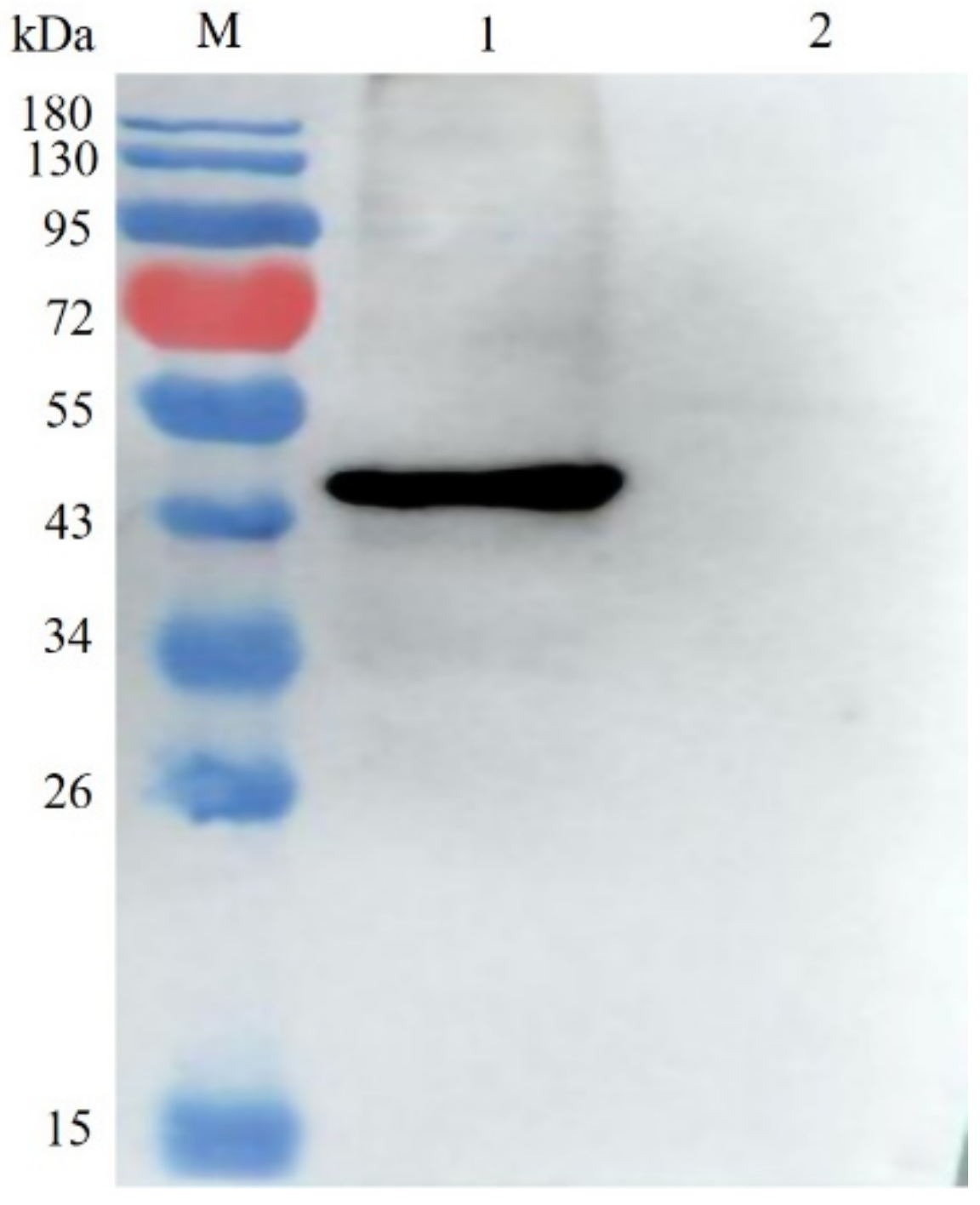 Vaccines 09 01483 g003