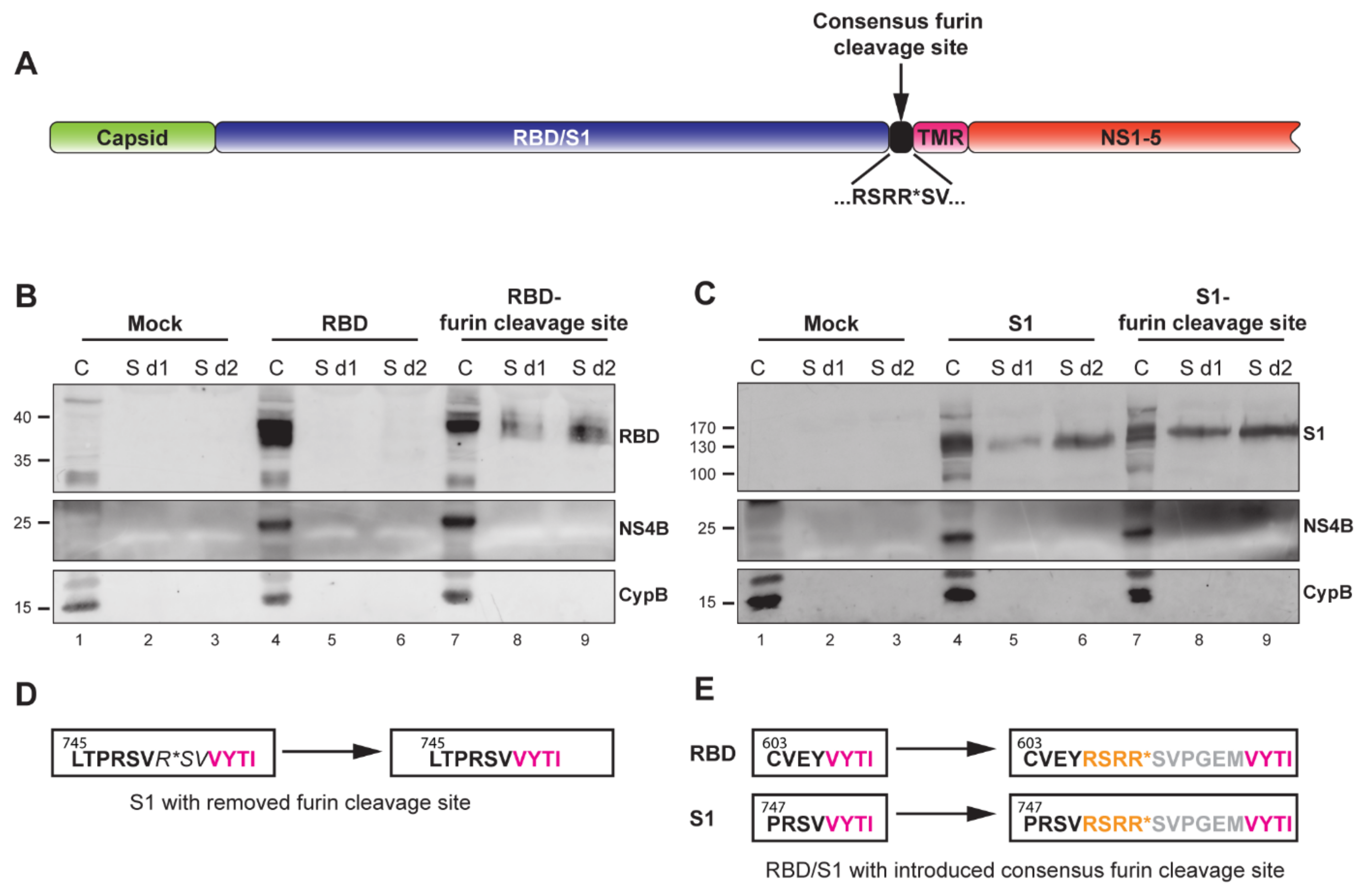 Vaccines 09 01492 g003