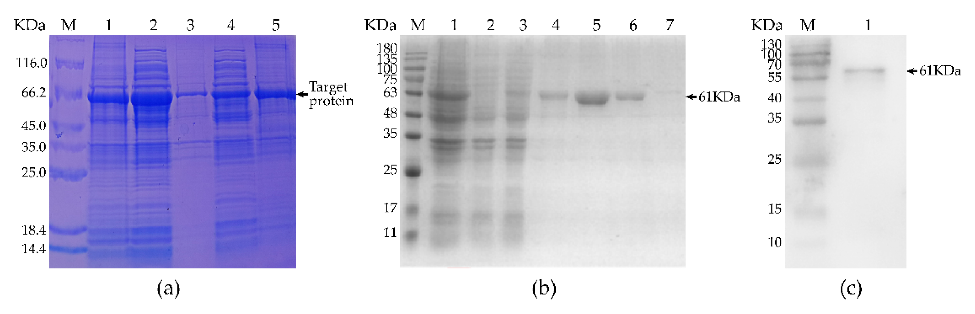 Vaccines 09 01506 g002