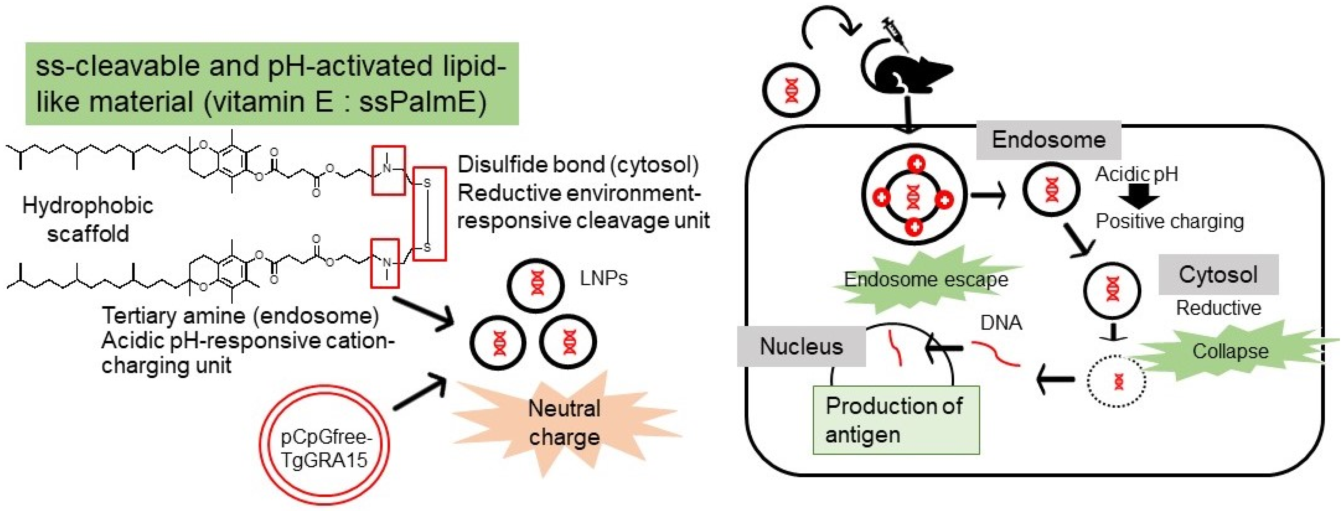 Vaccines 10 00021 g004