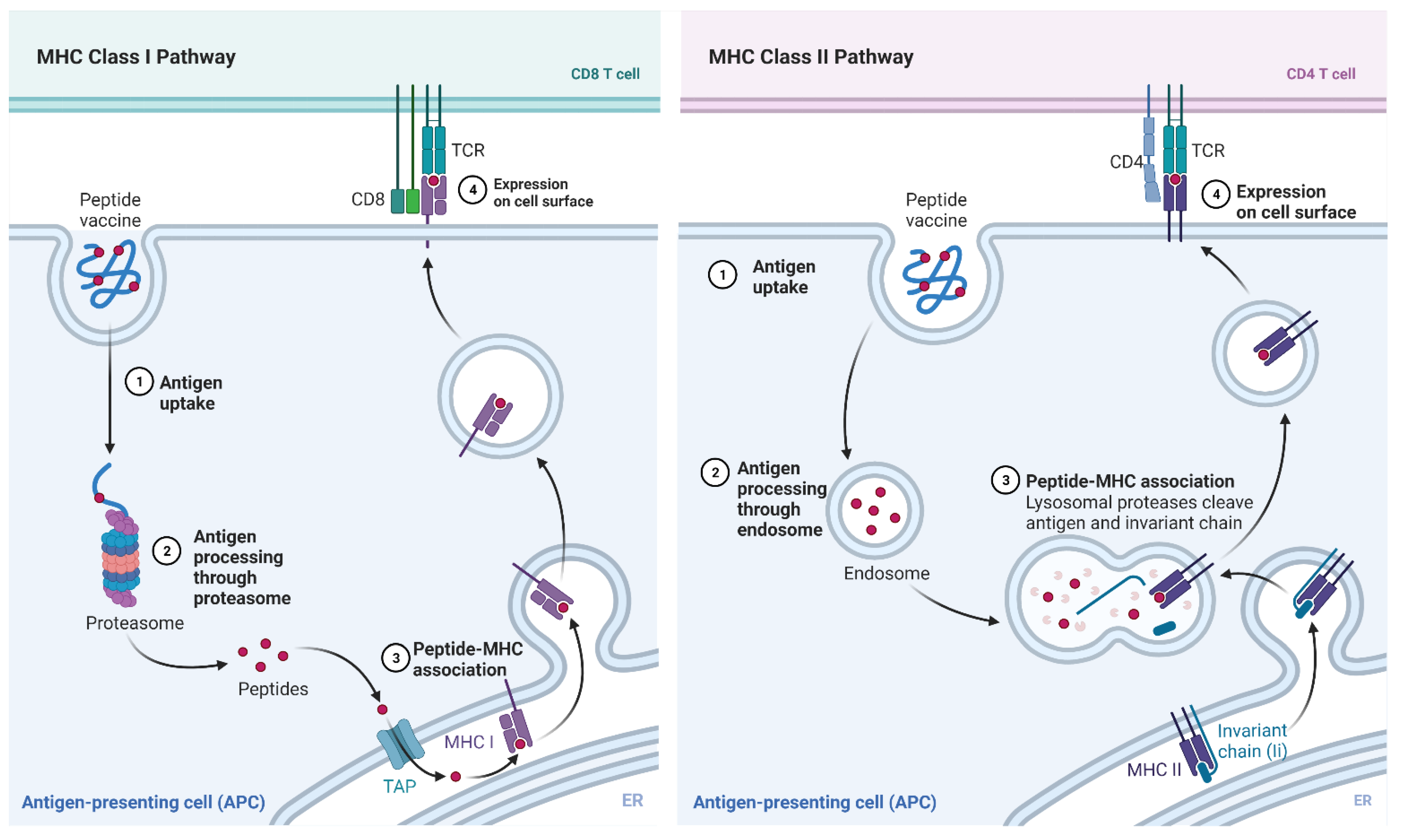 Vaccines 10 00063 g011