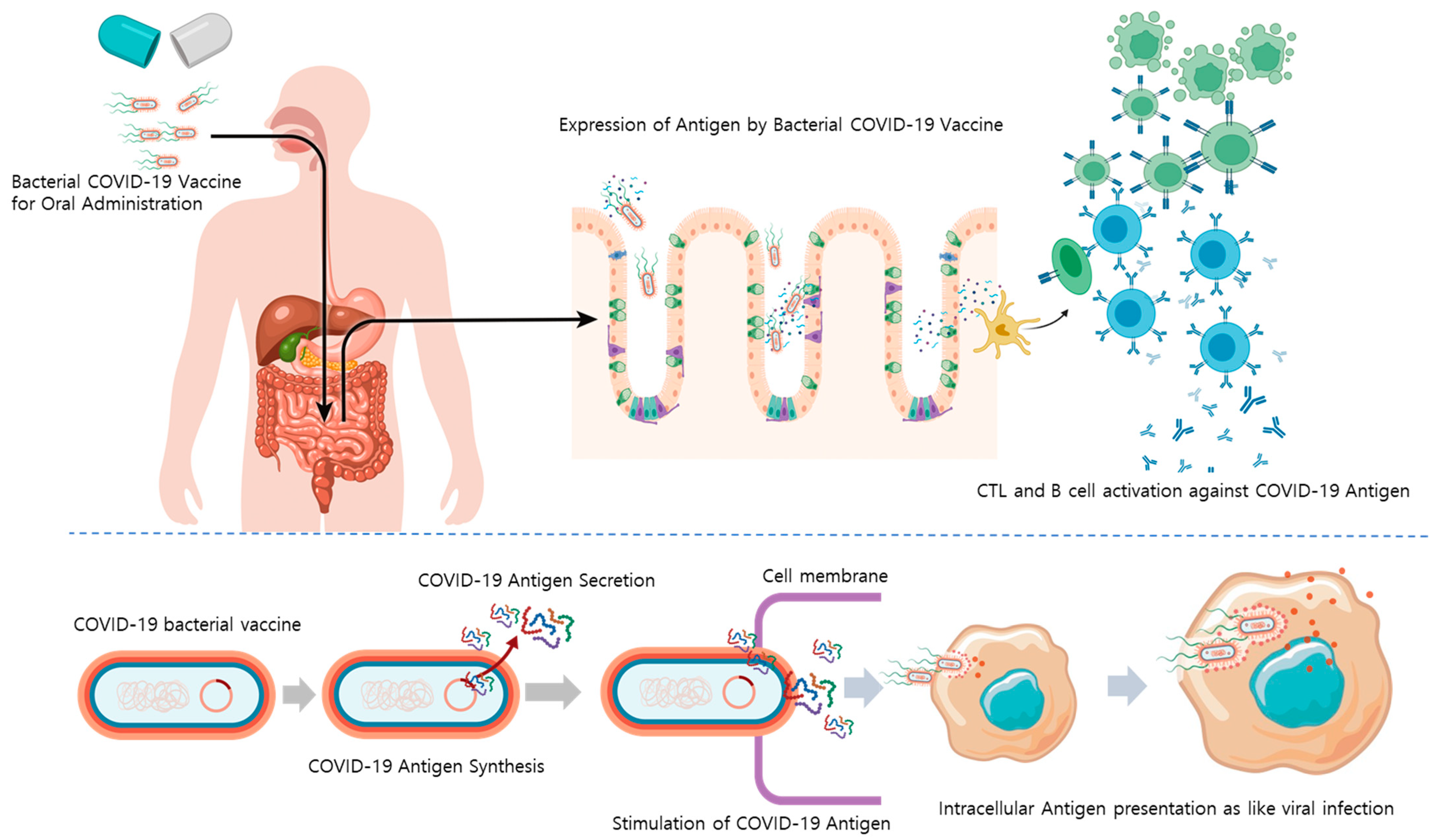 Vaccines 10 00067 g001