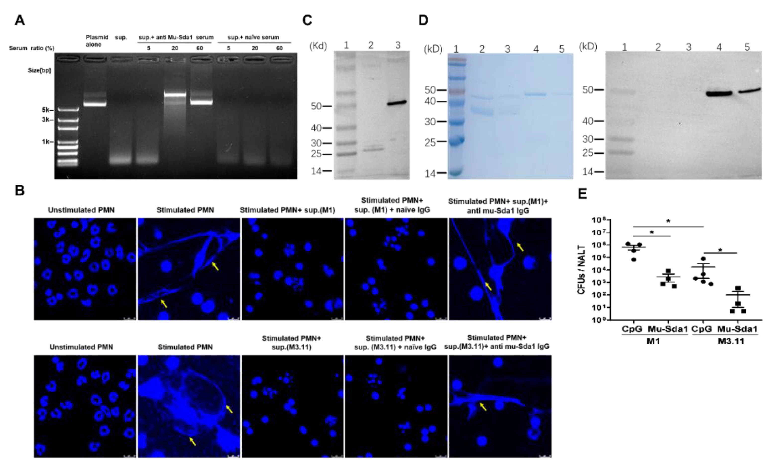 Vaccines 10 00102 g005