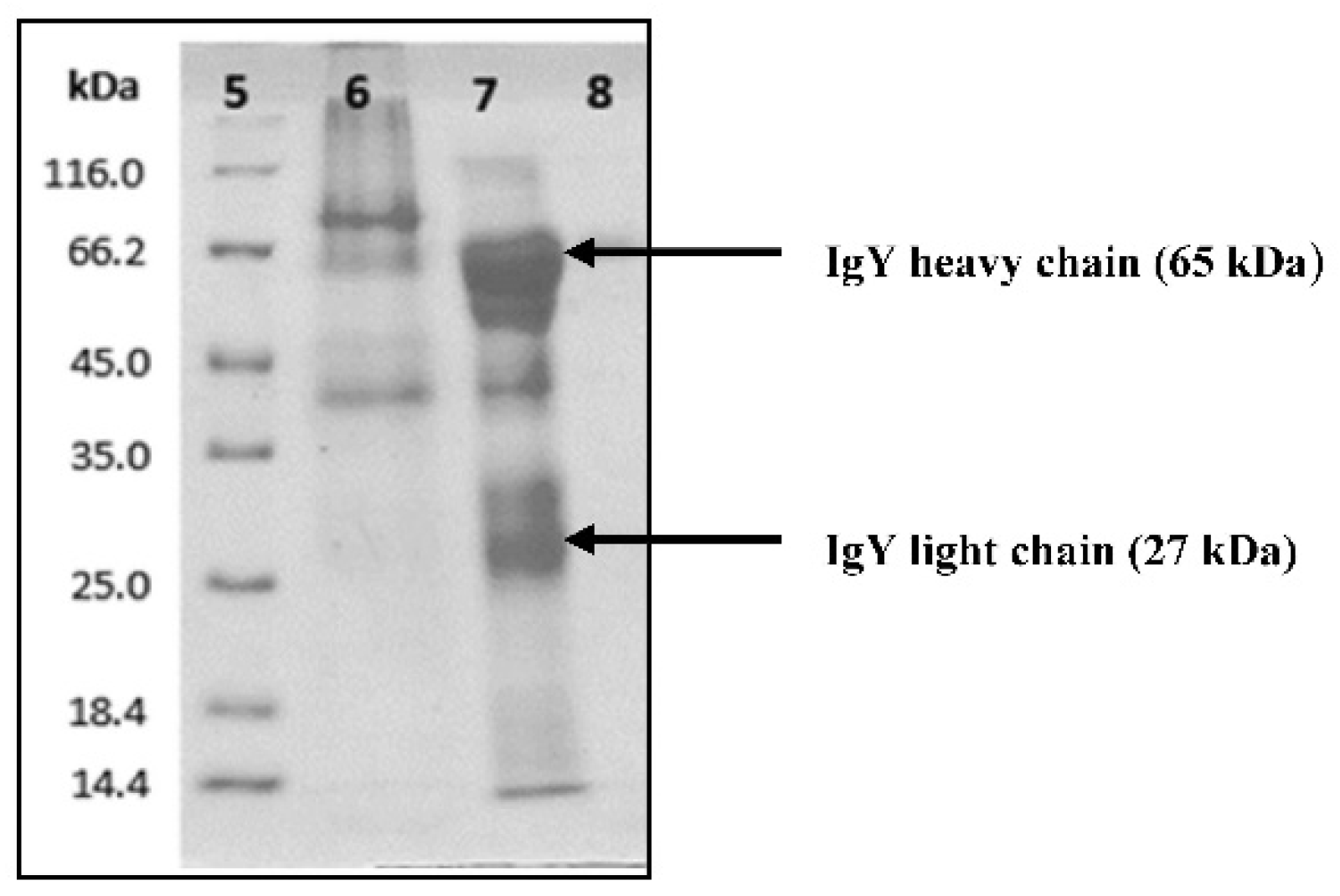 Vaccines 10 00128 g002