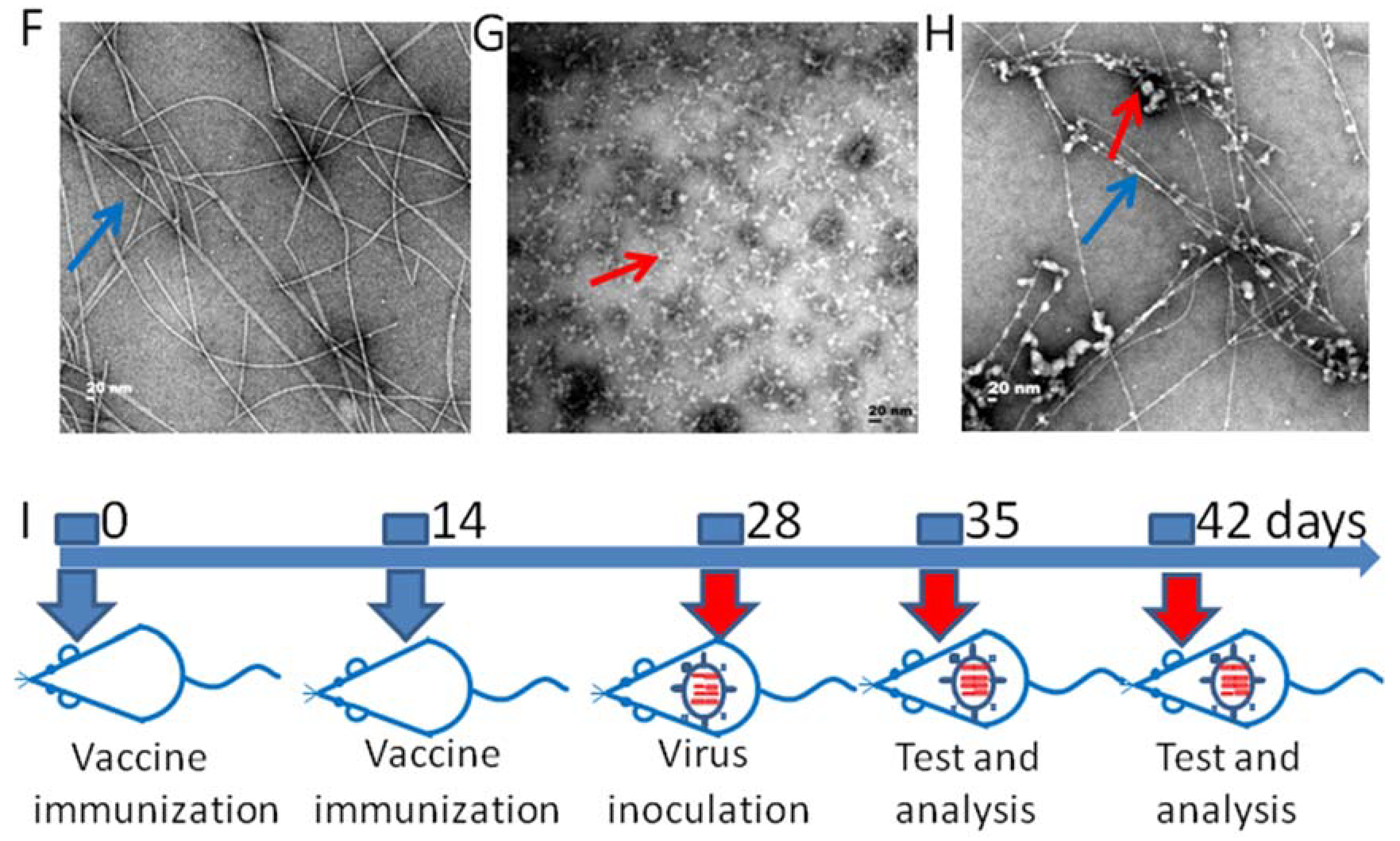 Vaccines 10 00130 g001b Vaccines 10 00130 g001b