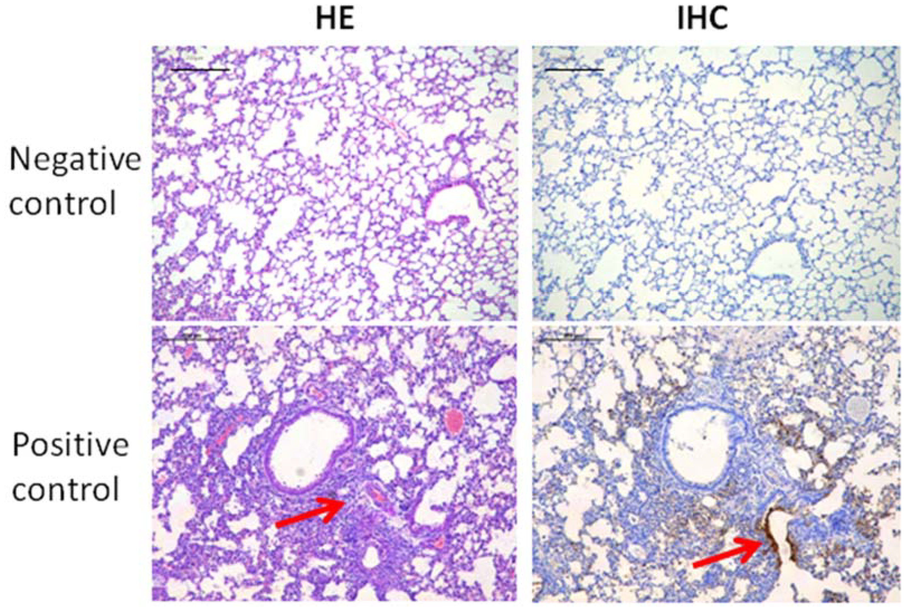 Vaccines 10 00130 g003a Vaccines 10 00130 g003a