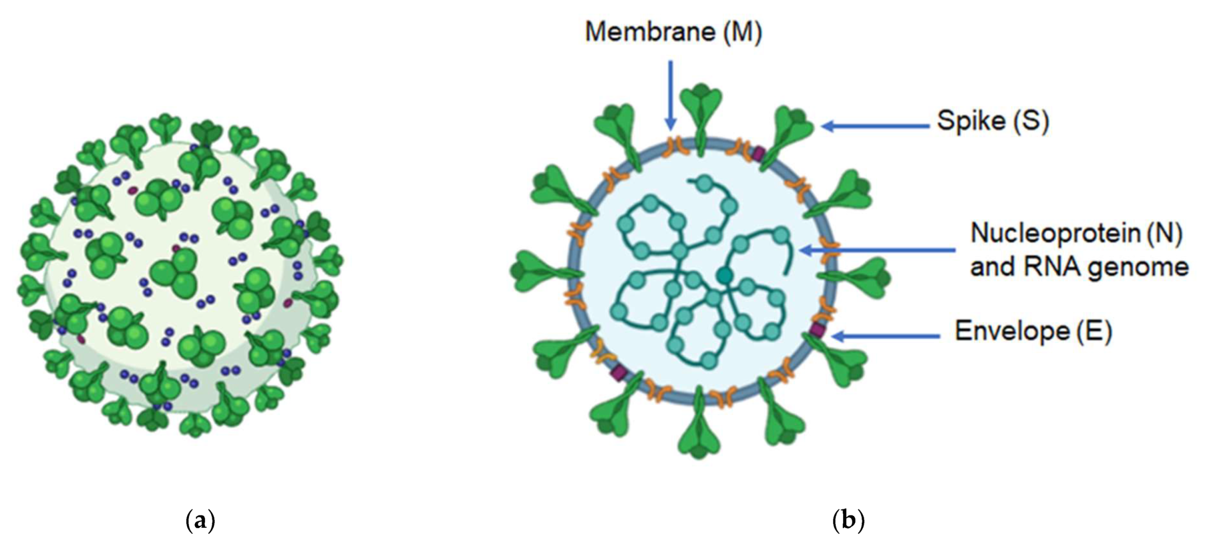 Vaccines 10 00138 g001