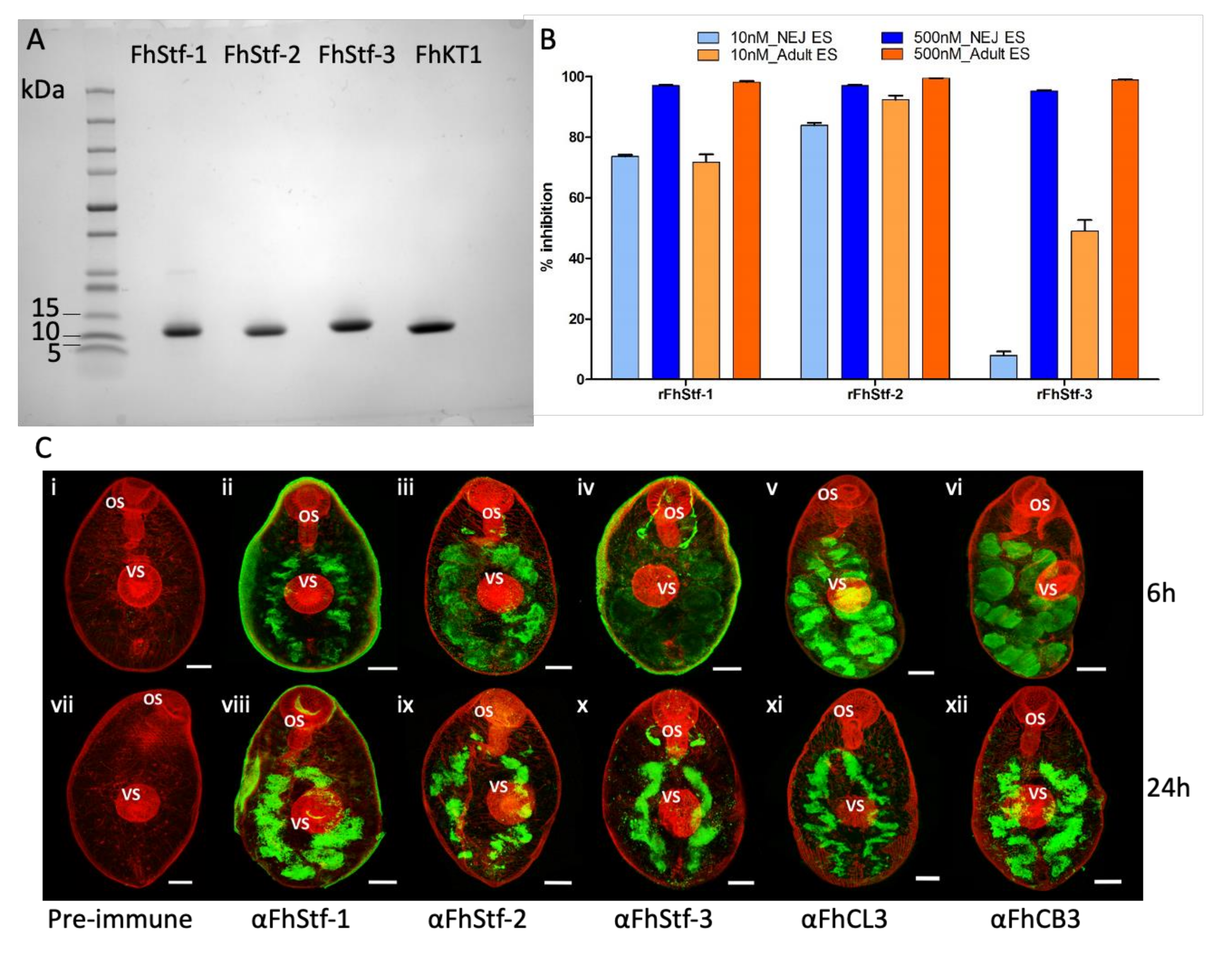 Vaccines 10 00155 g001