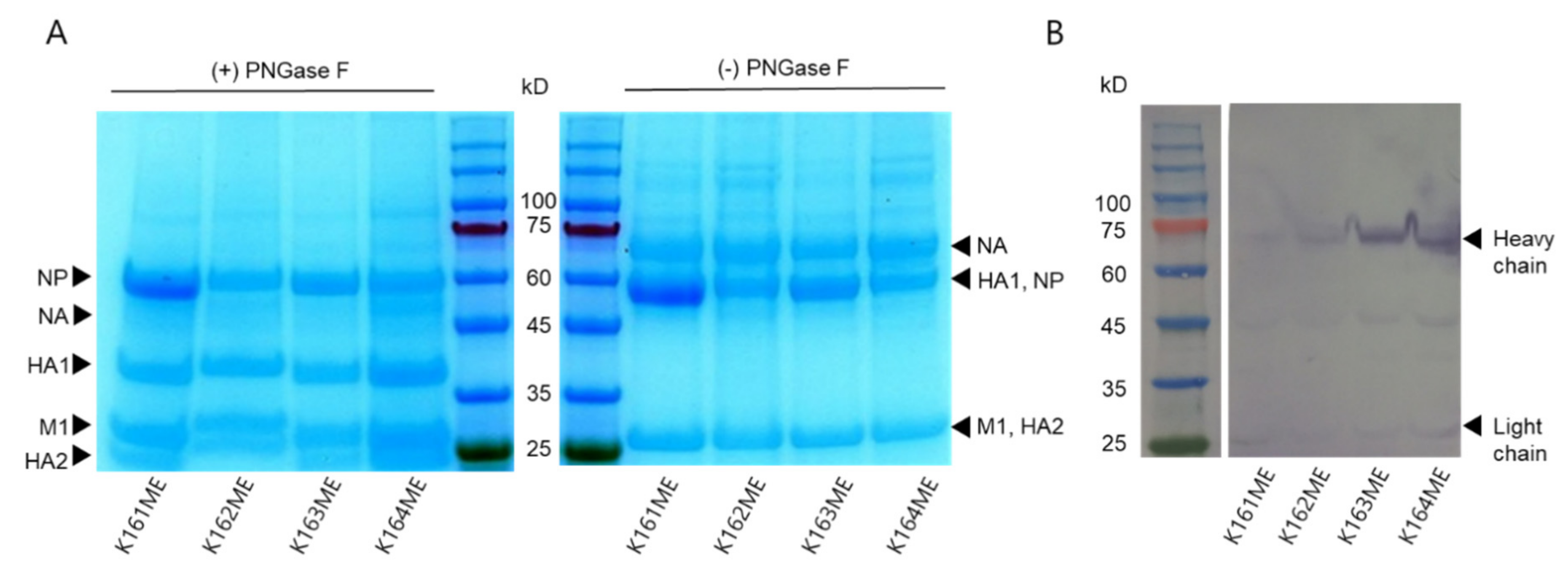 Vaccines 10 00162 g009