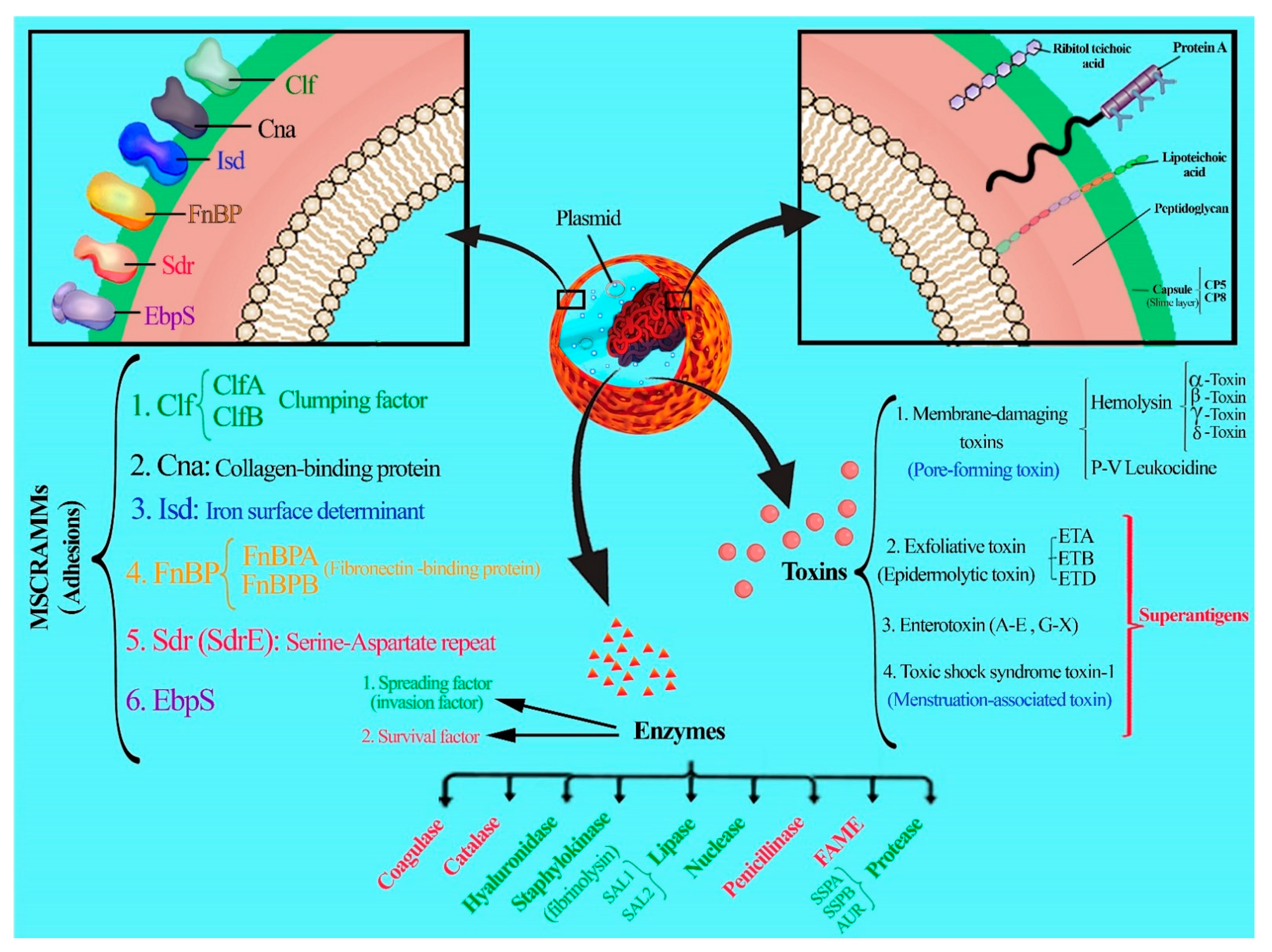 Vaccines 10 00199 g001 Vaccines 10 00199 g001