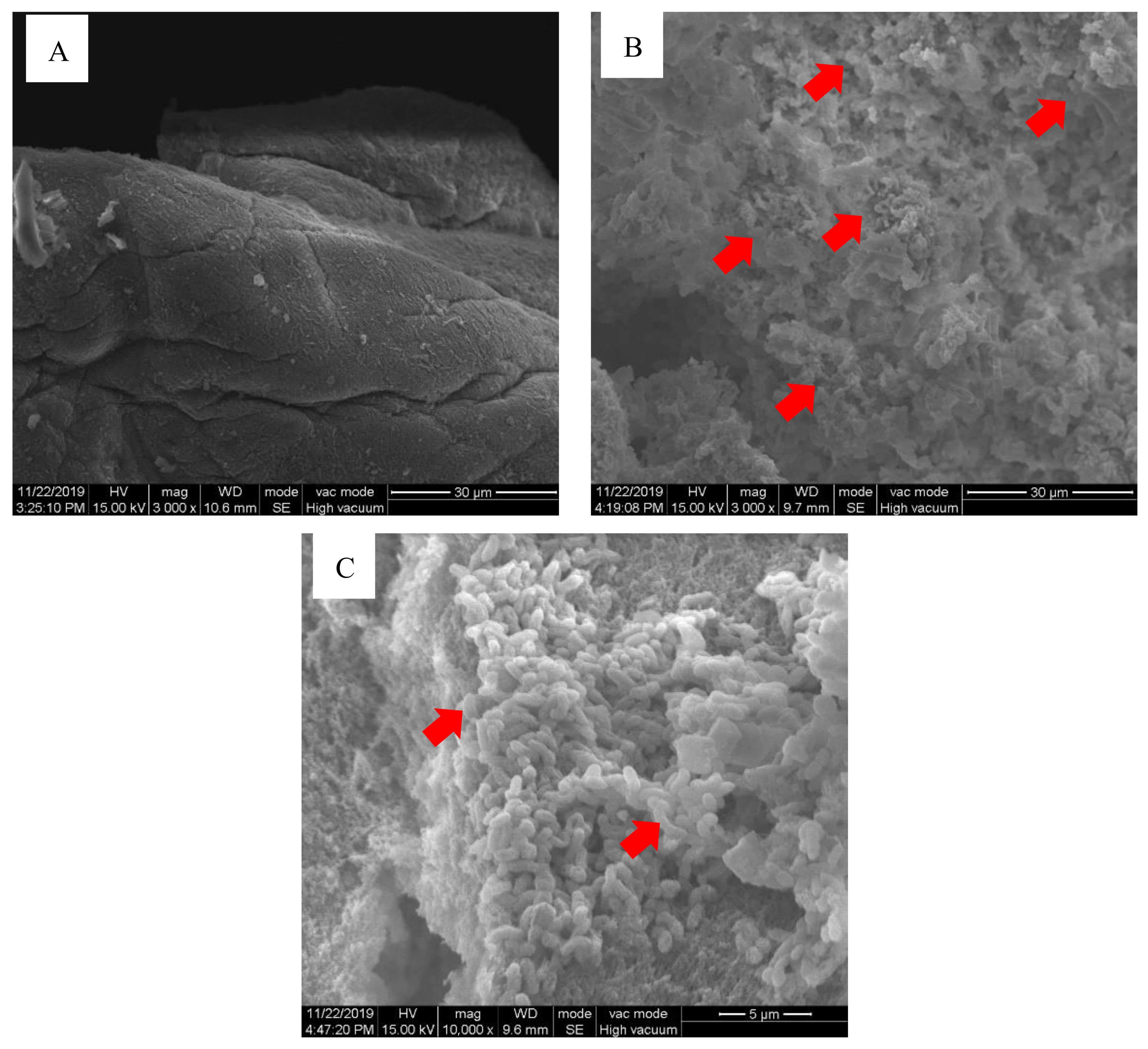 Vaccines 10 00207 g002