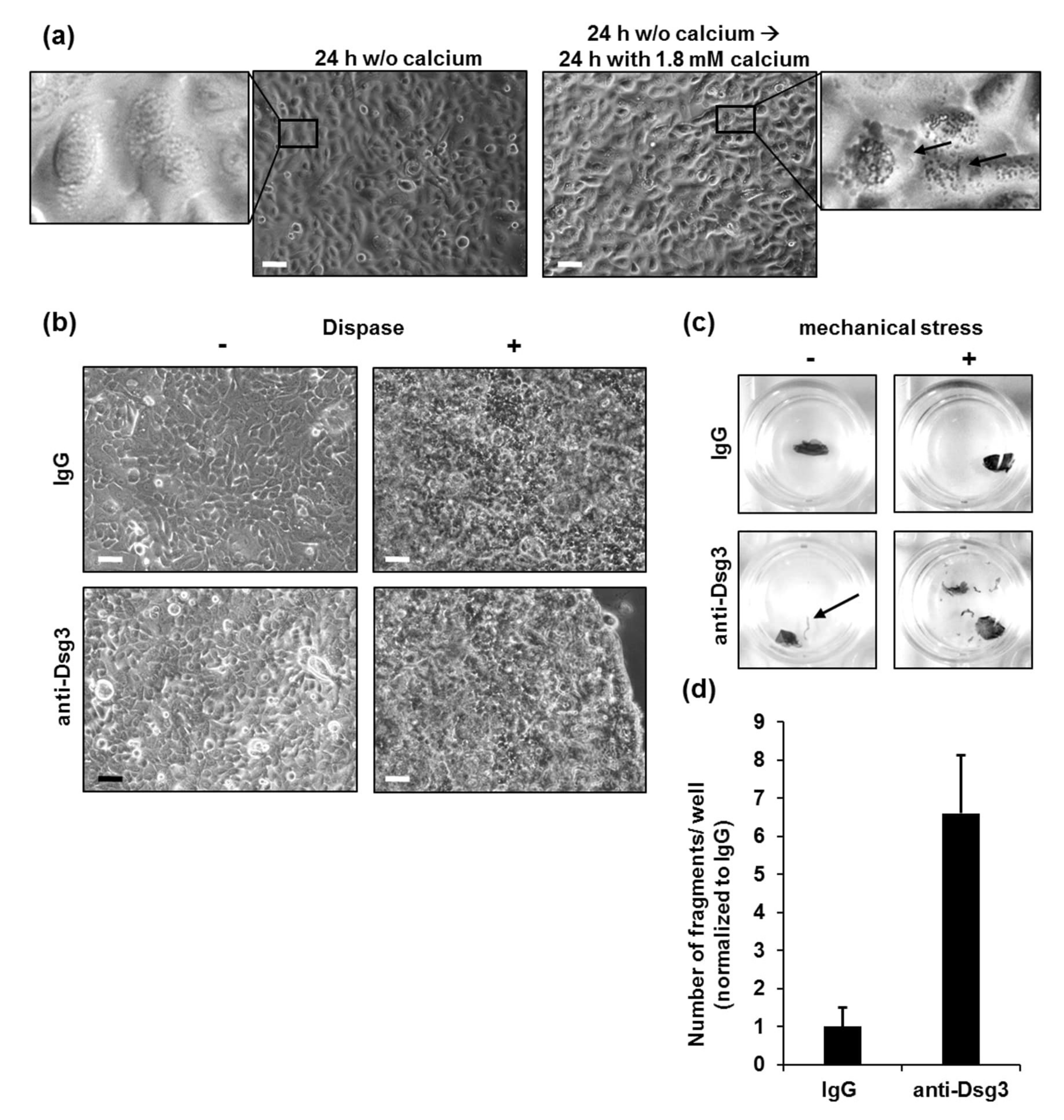 Vaccines 10 00208 g001