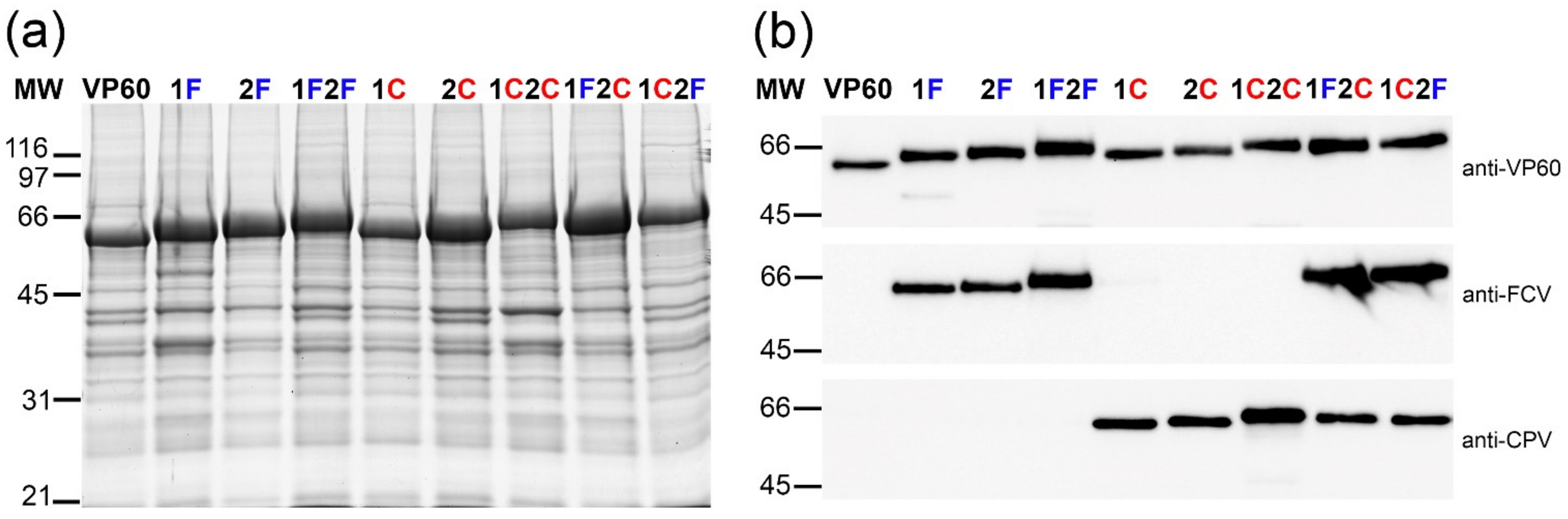 Vaccines 10 00229 g002