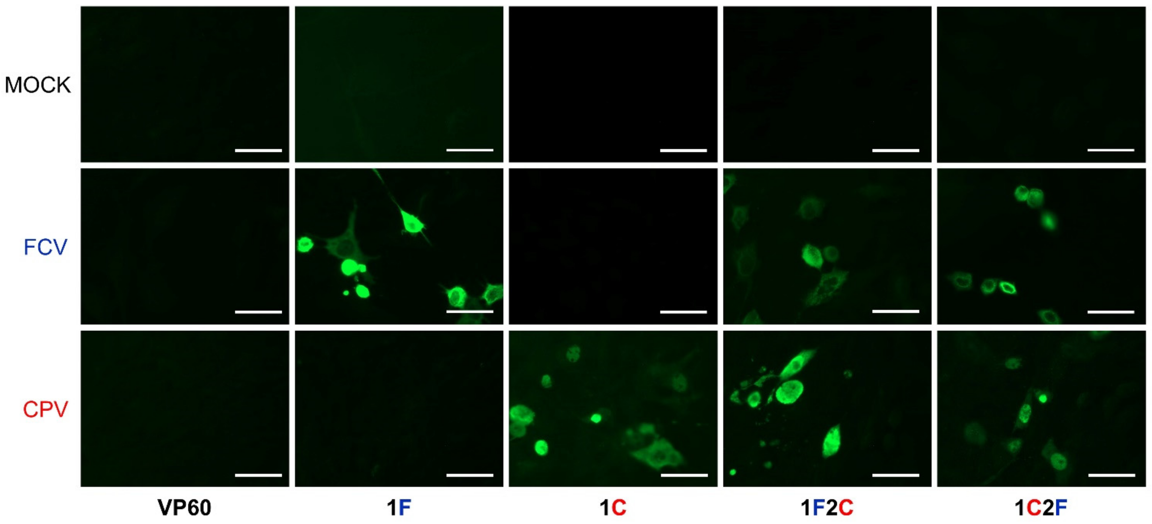 Vaccines 10 00229 g006