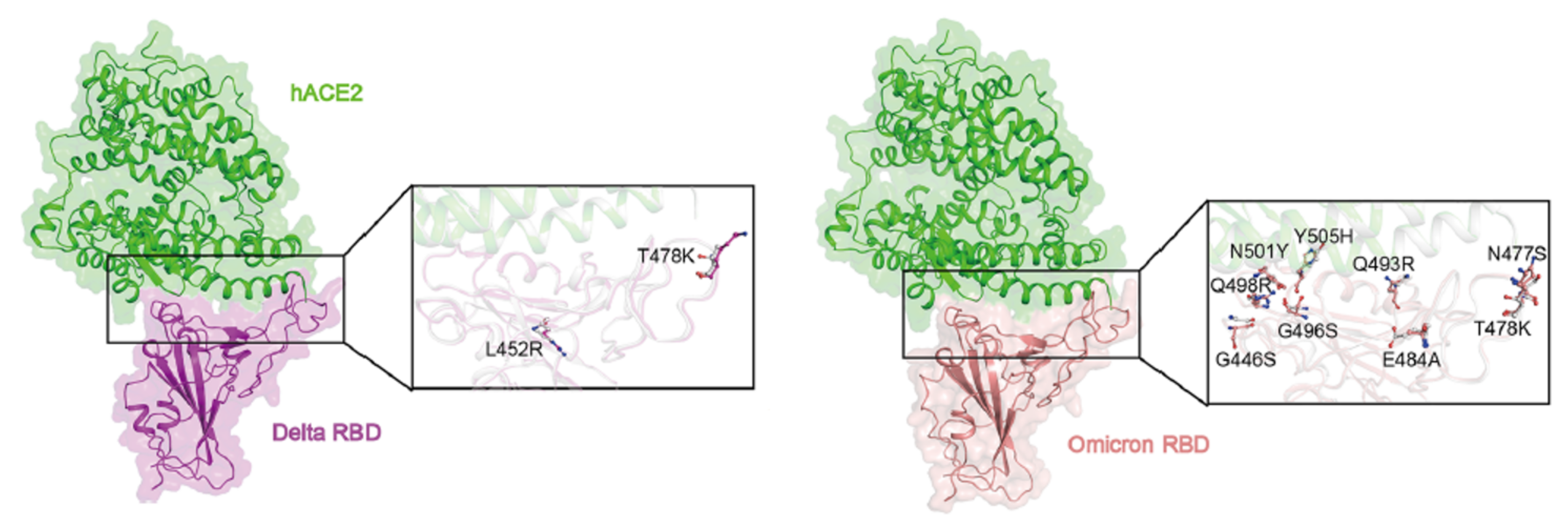 Vaccines 10 00236 g003