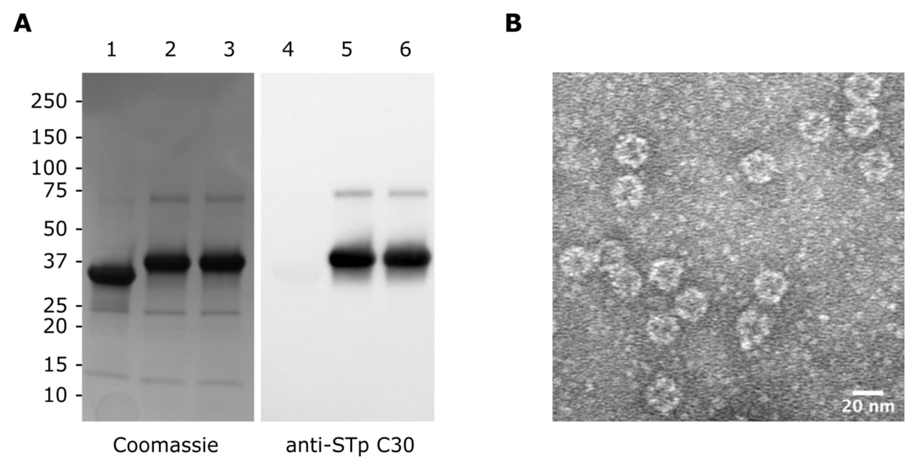 Vaccines 10 00241 g002