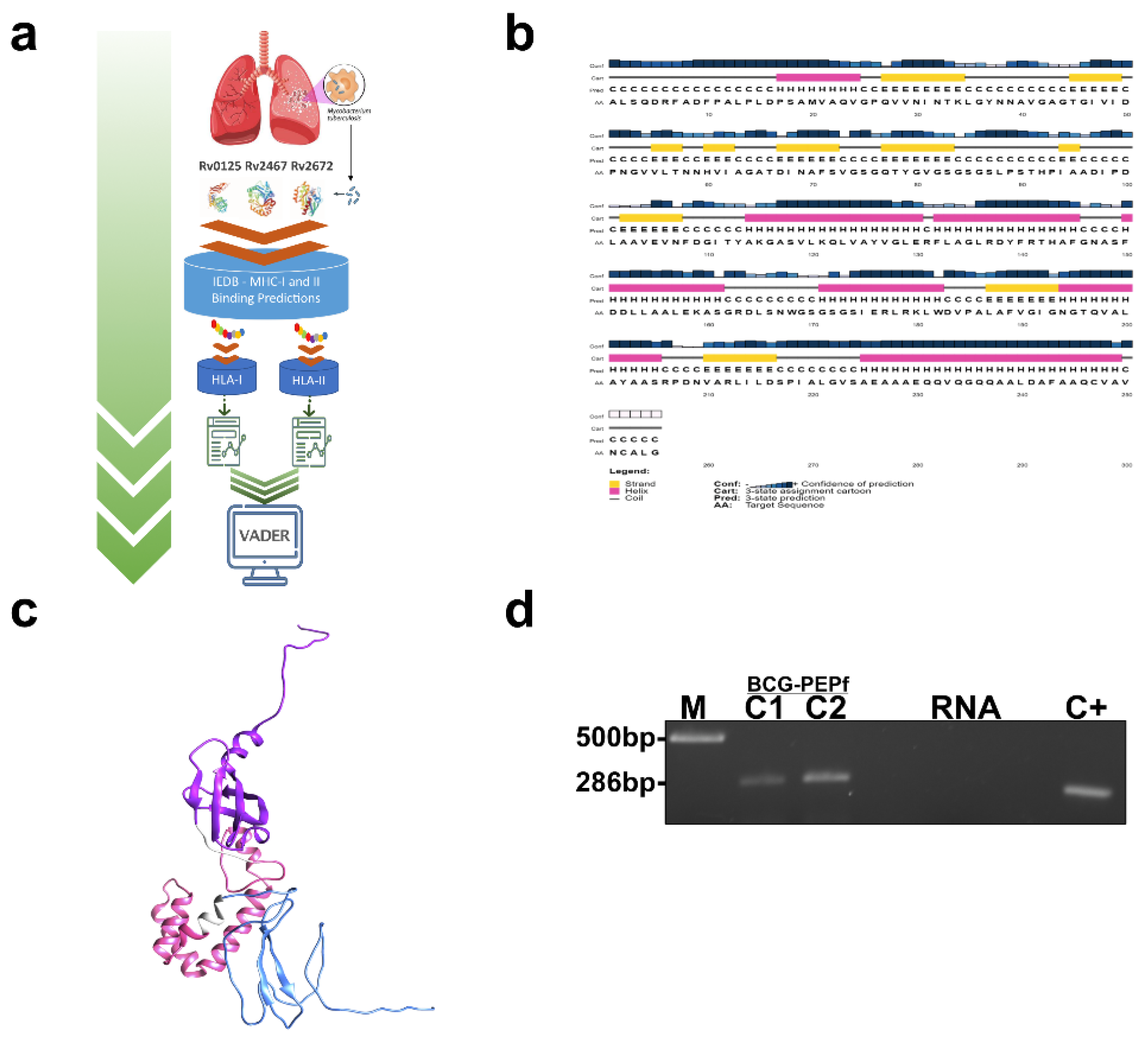 Vaccines 10 00306 g001