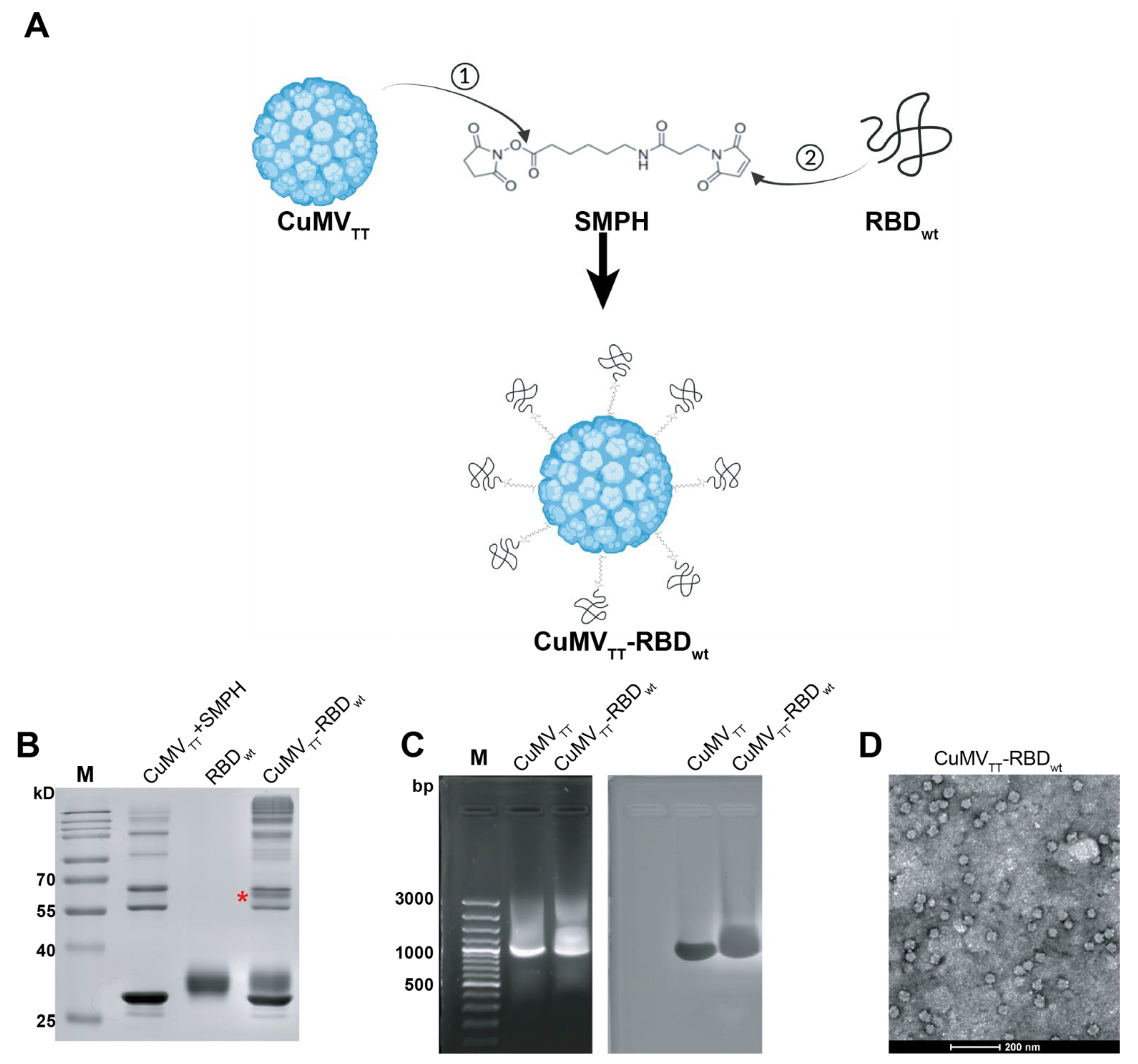 Vaccines 10 00307 g001