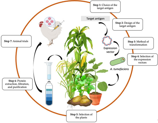 Vaccines 10 00478 g003