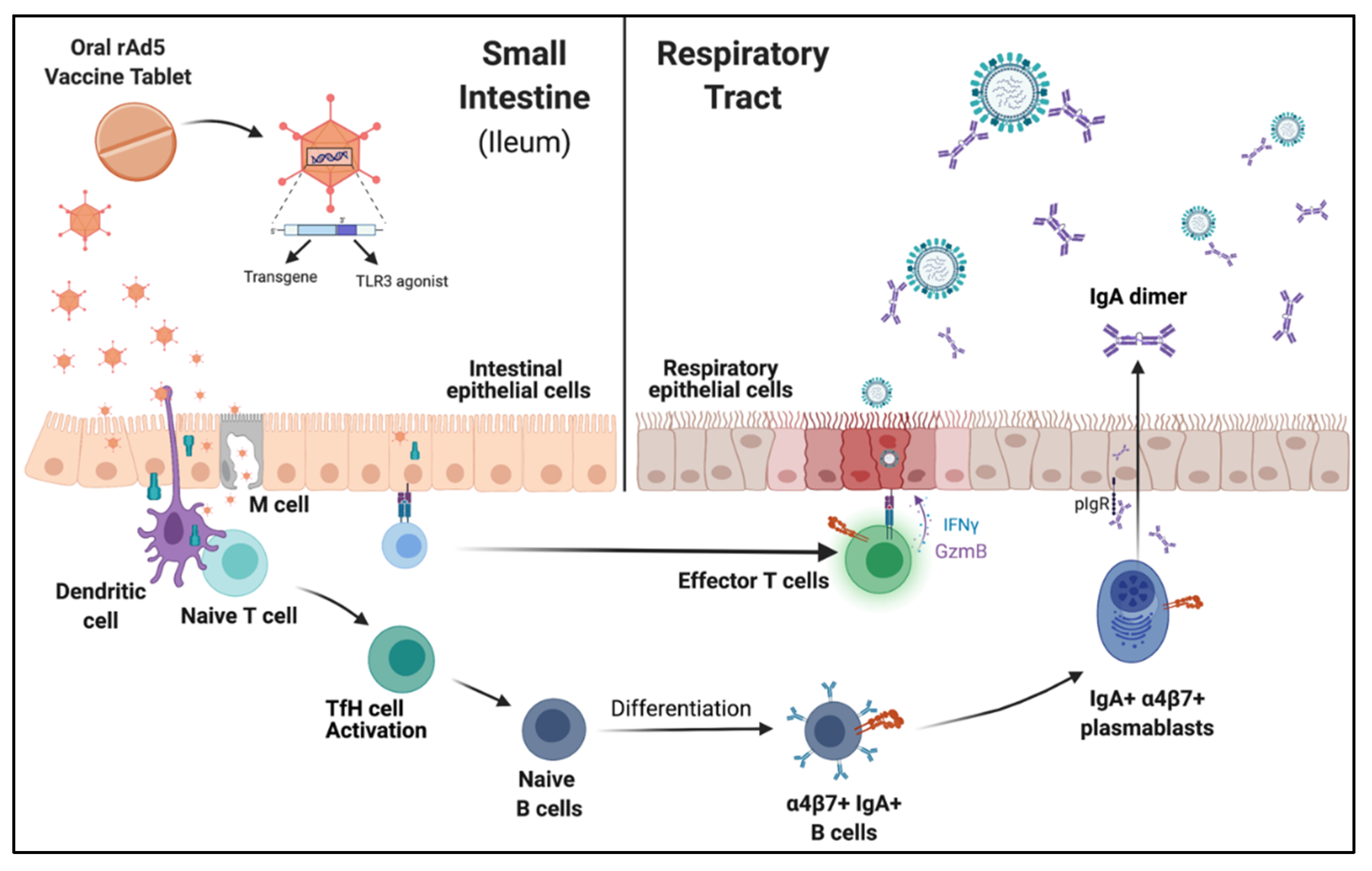 Vaccines 10 00593 g002