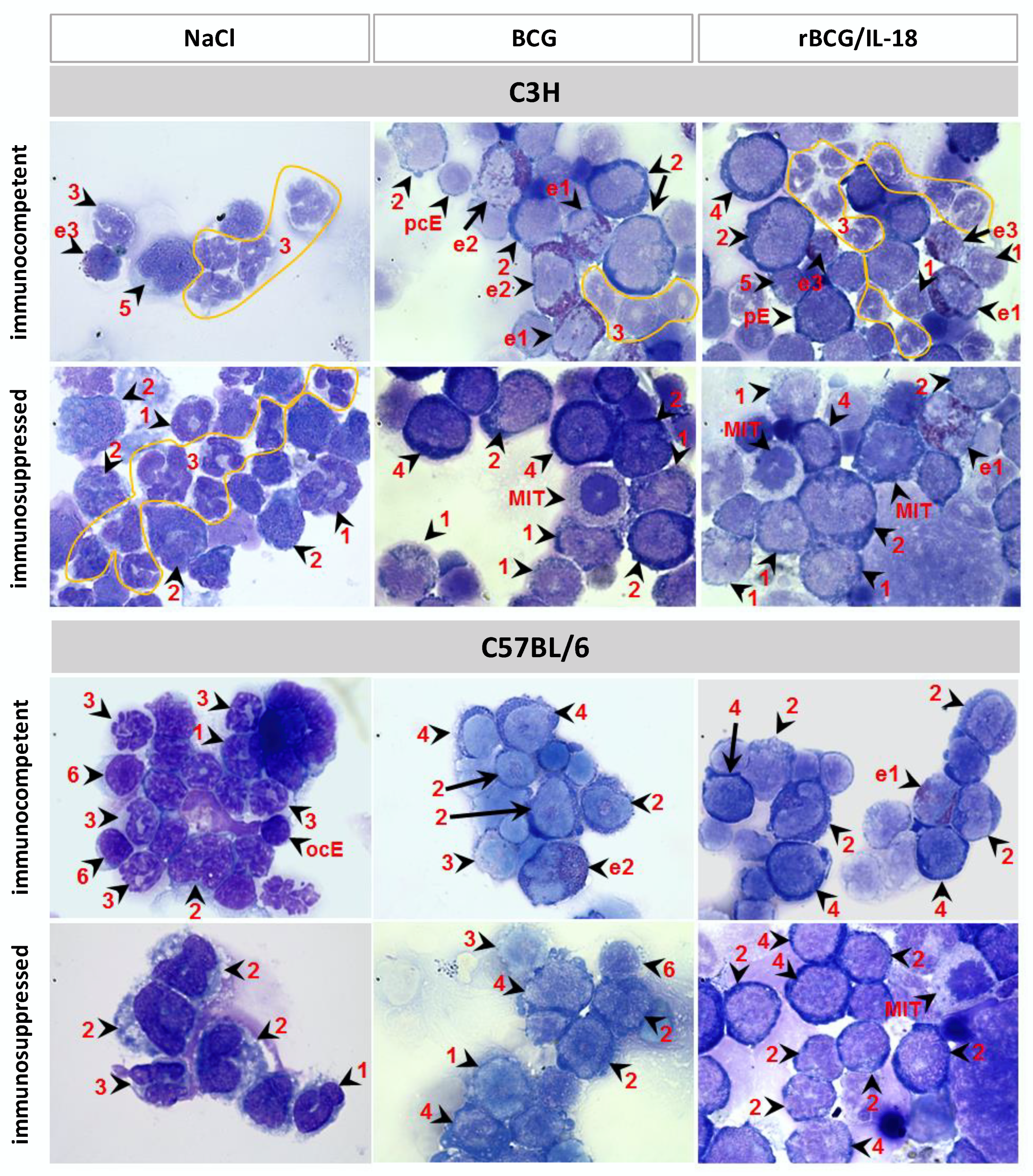 Vaccines 10 00615 g001 Vaccines 10 00615 g001