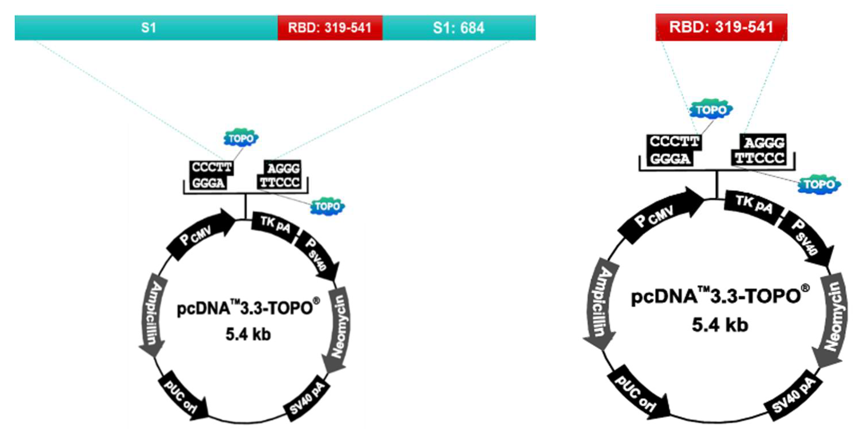 Vaccines 10 00676 g001