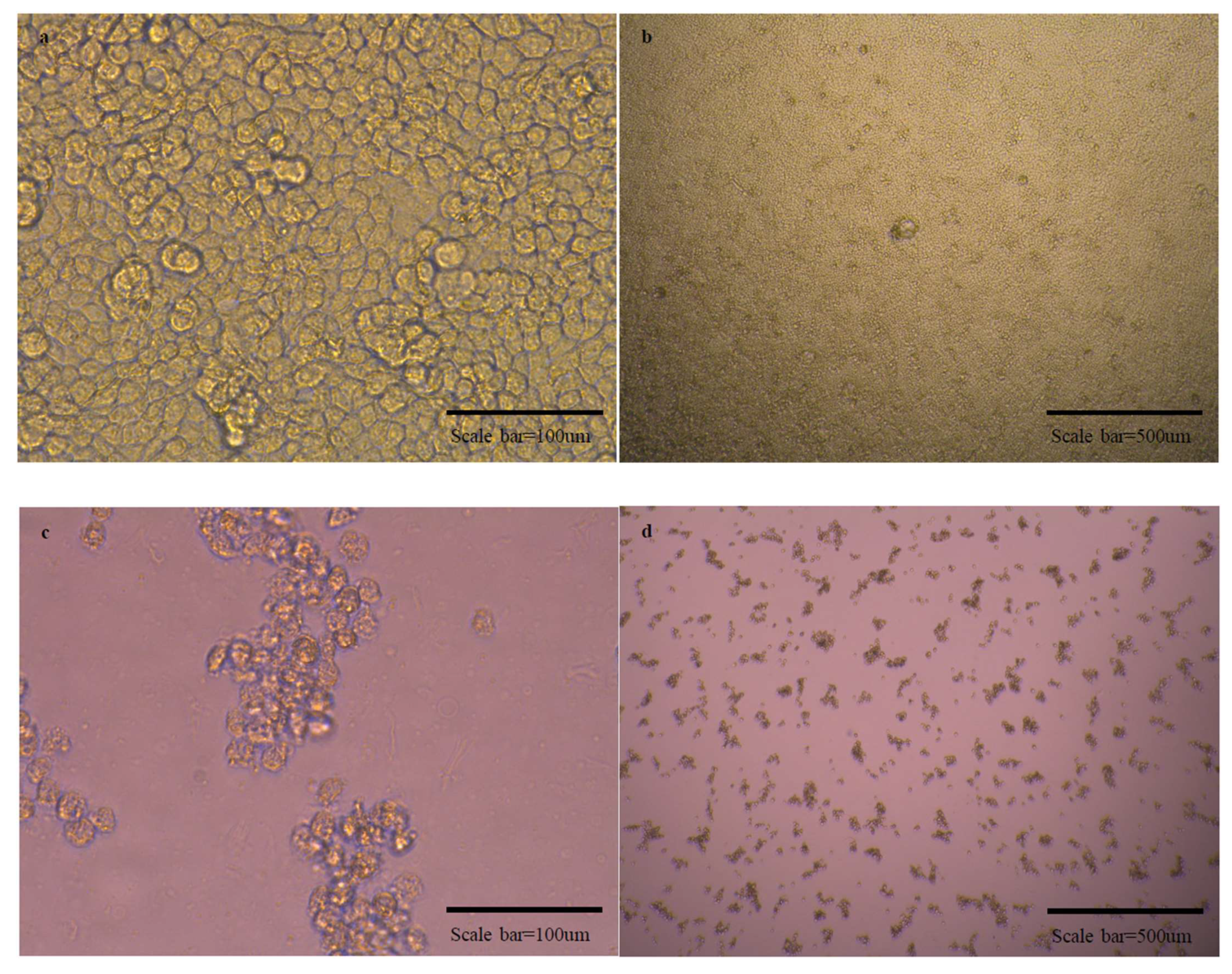 Vaccines 10 00676 g005a