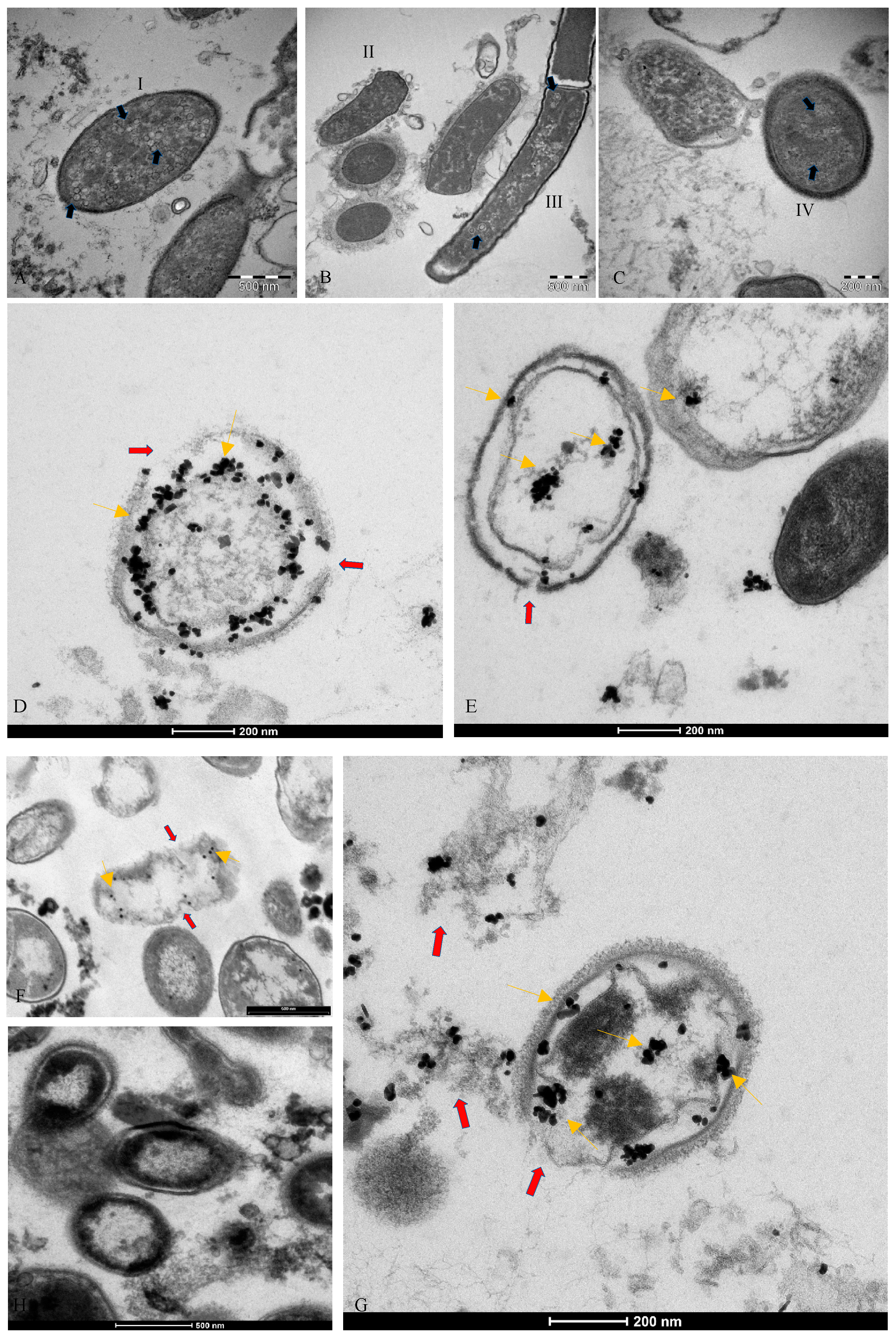 Vaccines 10 00708 g002 Vaccines 10 00708 g002