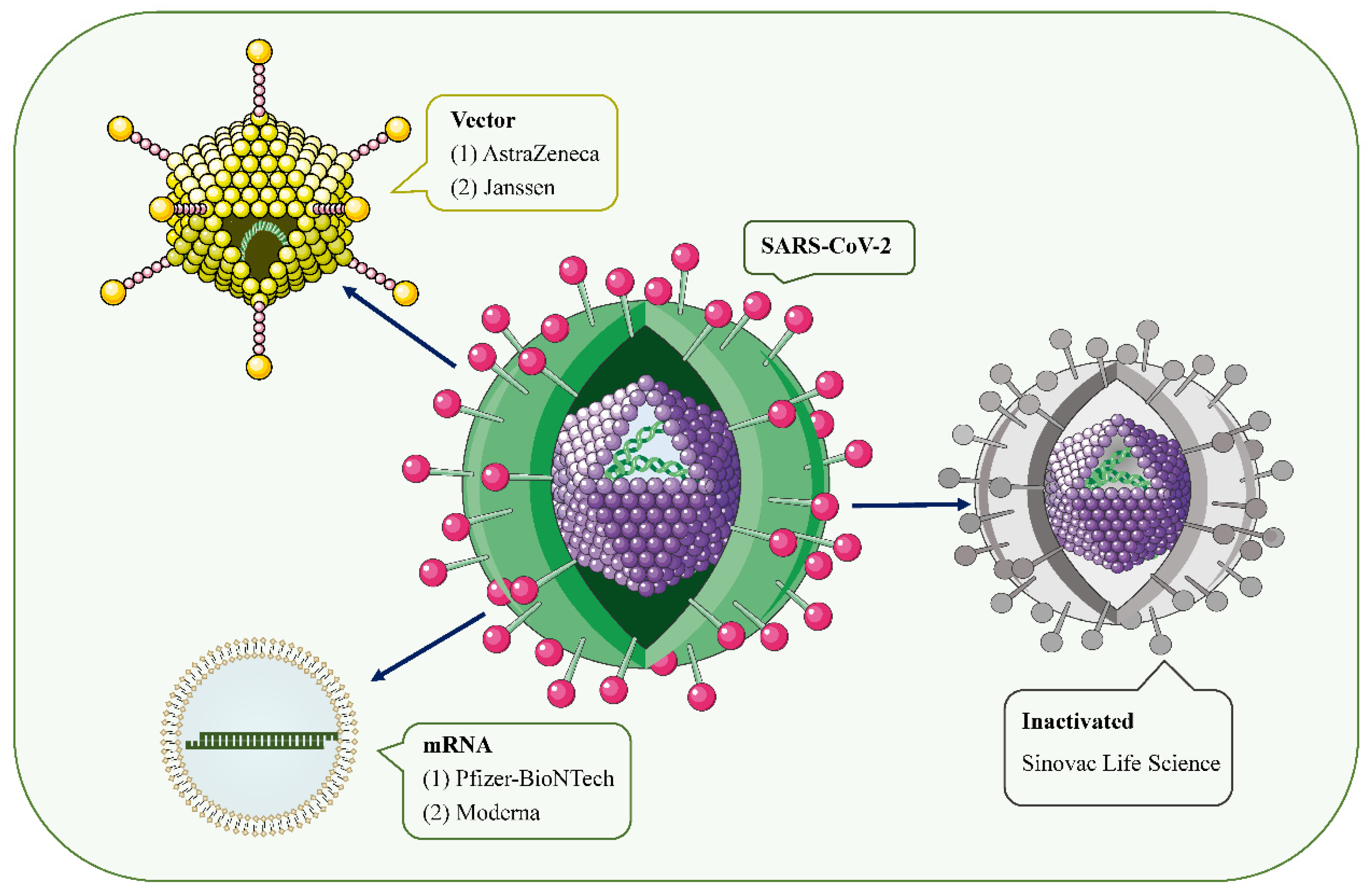 Vaccines 10 00742 g001