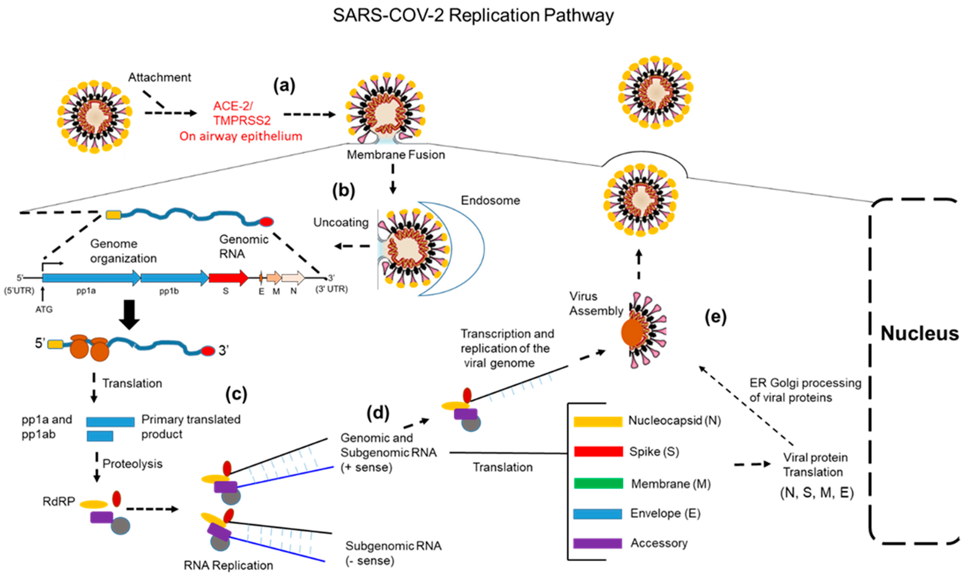 Vaccines 10 00755 g001