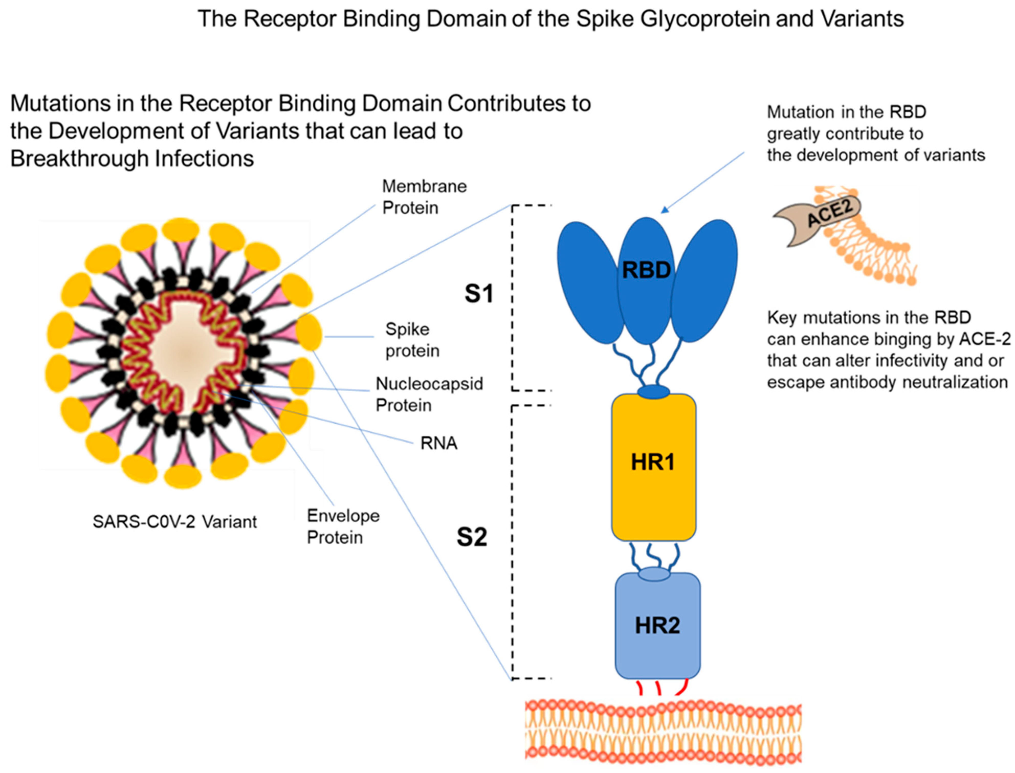 Vaccines 10 00755 g002
