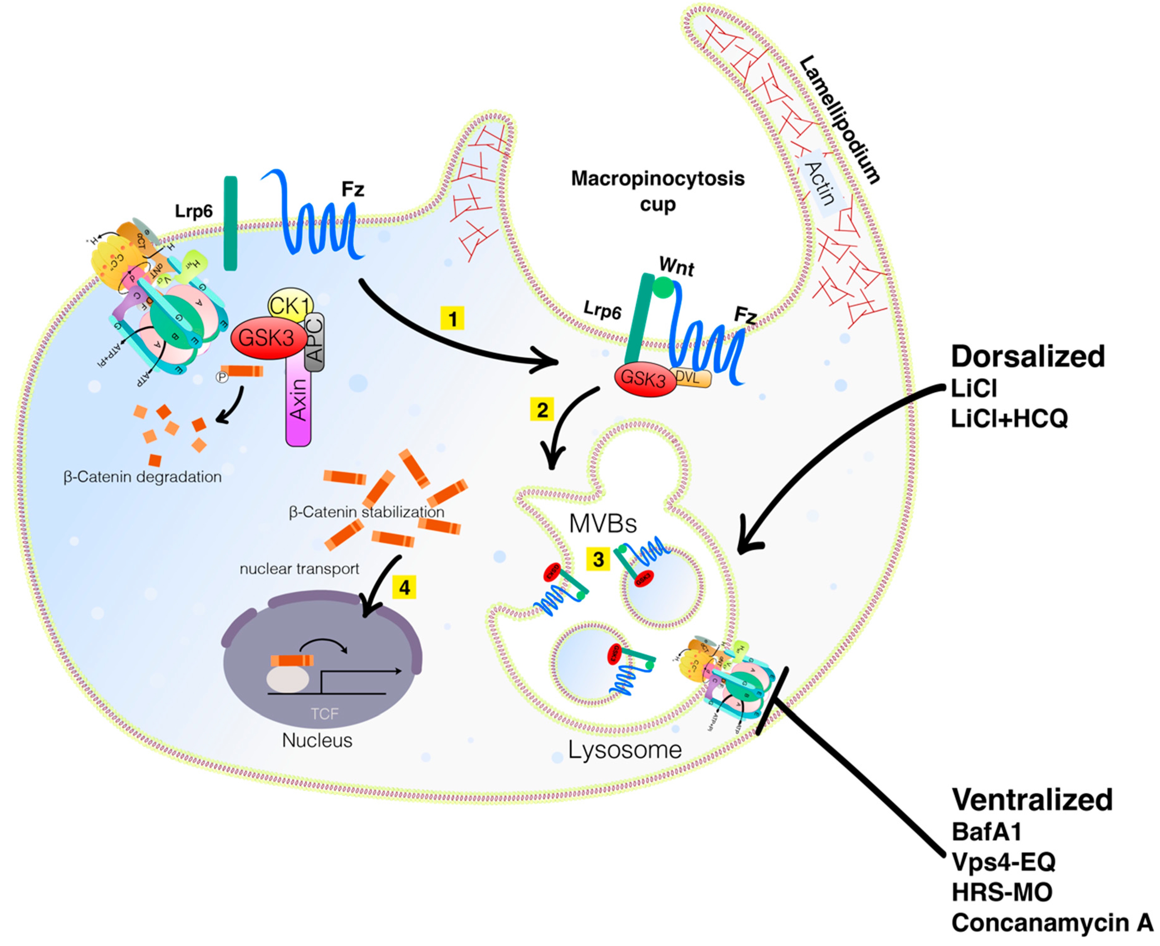 Vaccines 10 00790 g002
