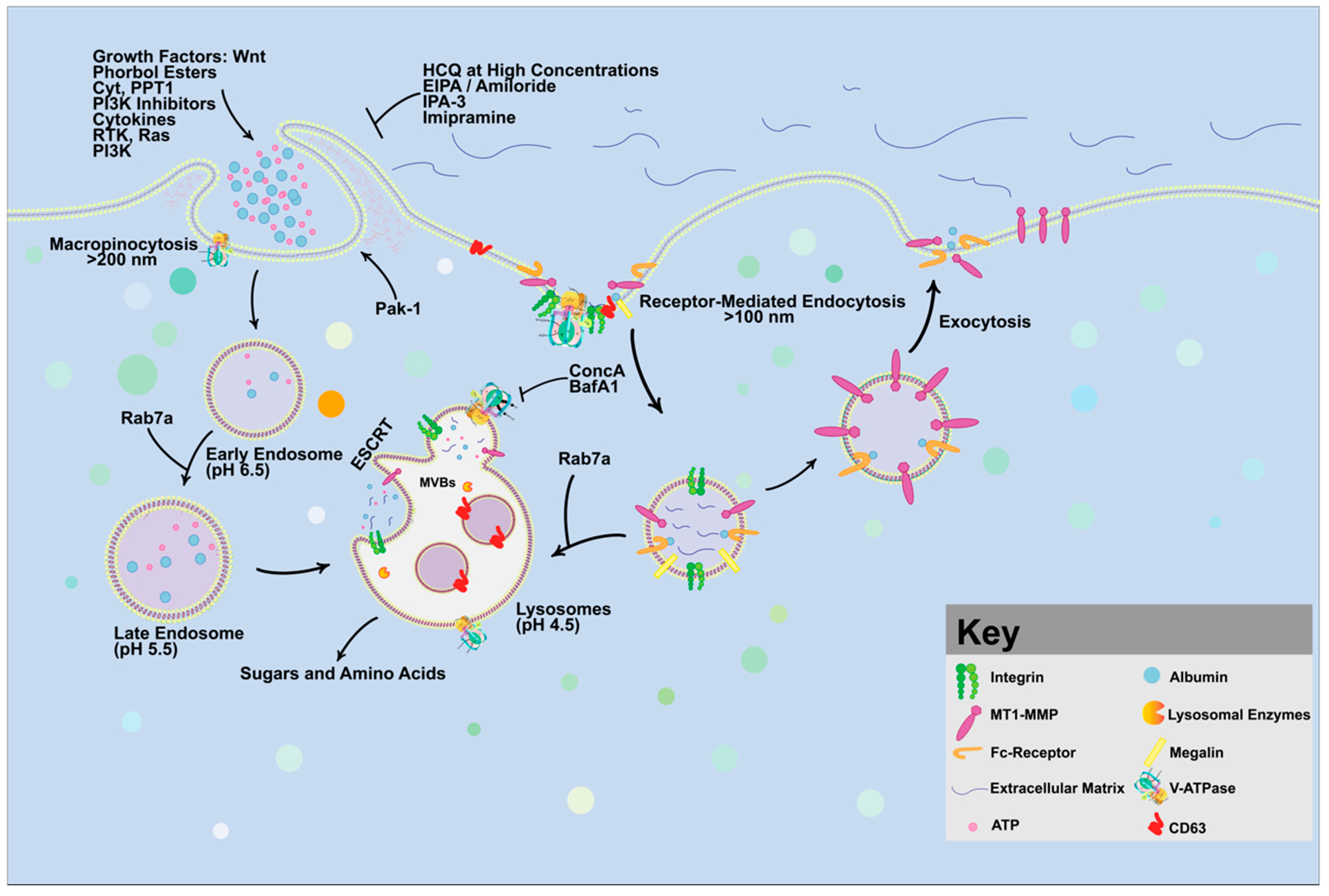 Vaccines 10 00790 g004