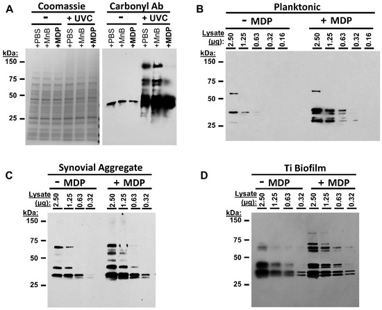 Vaccines 10 00833 g003