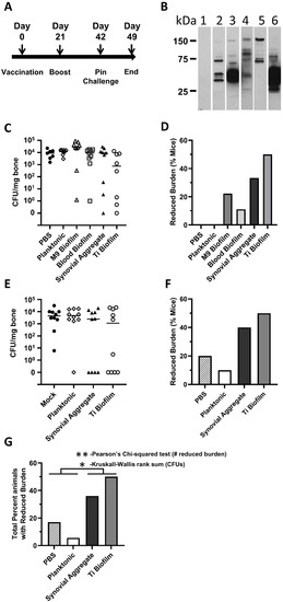 Vaccines 10 00833 g004