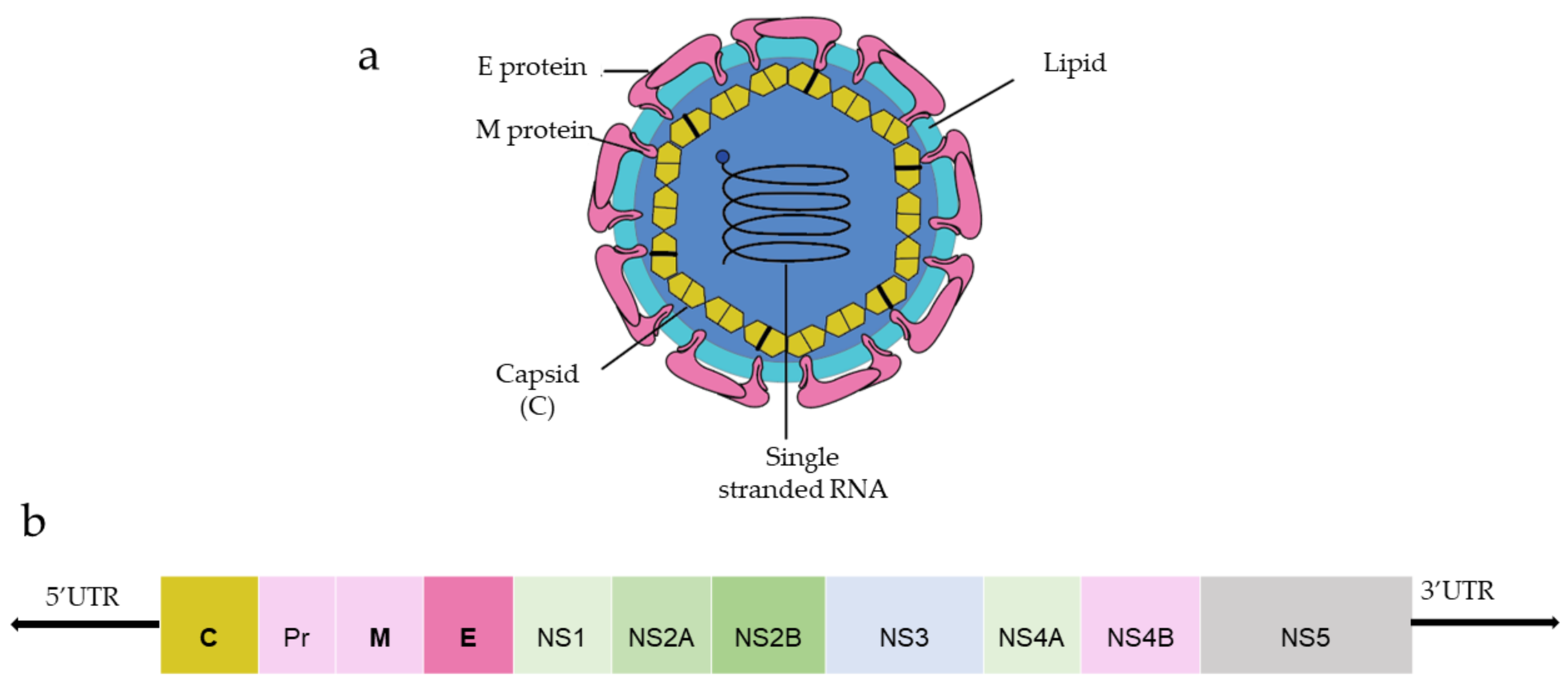 Vaccines 10 00834 g001